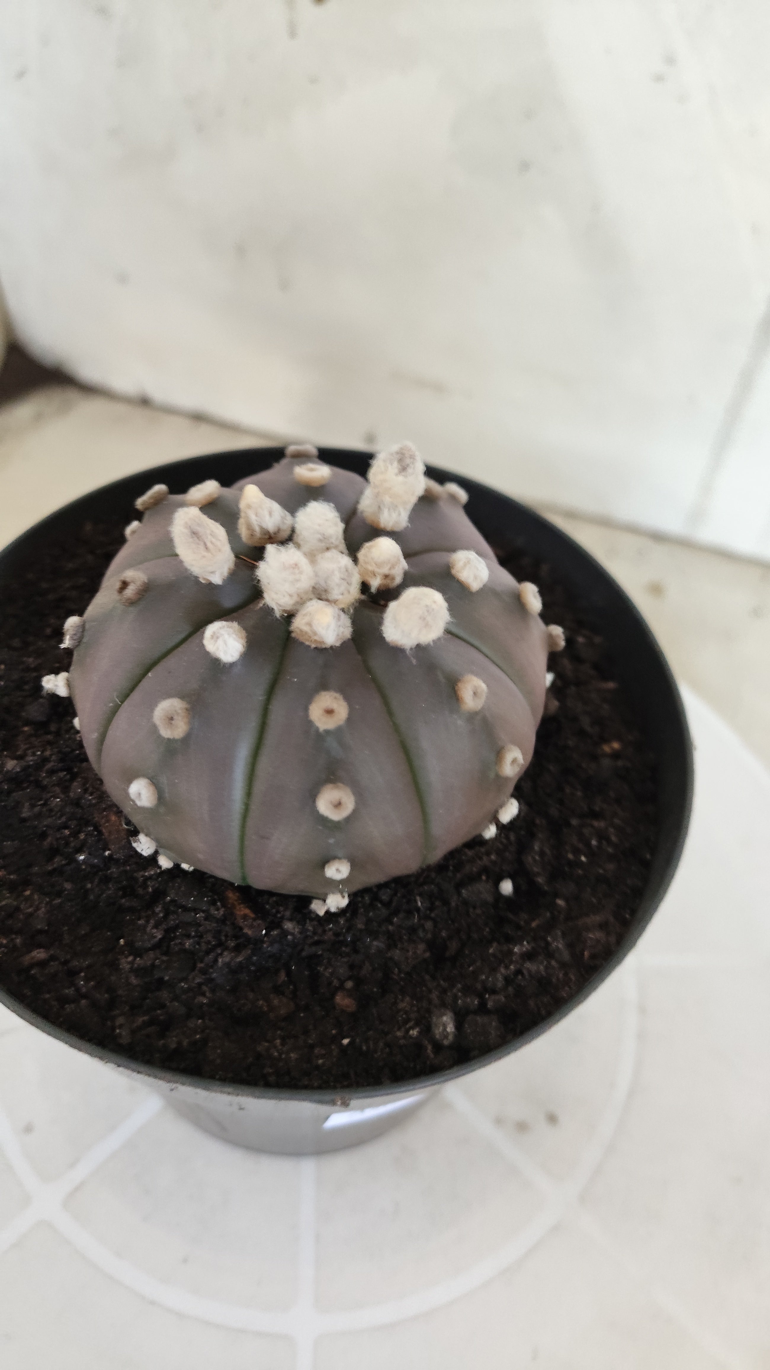 ASTROPHYTUM ASTERIAS “Purple”  Nº 1260 – vaso 15