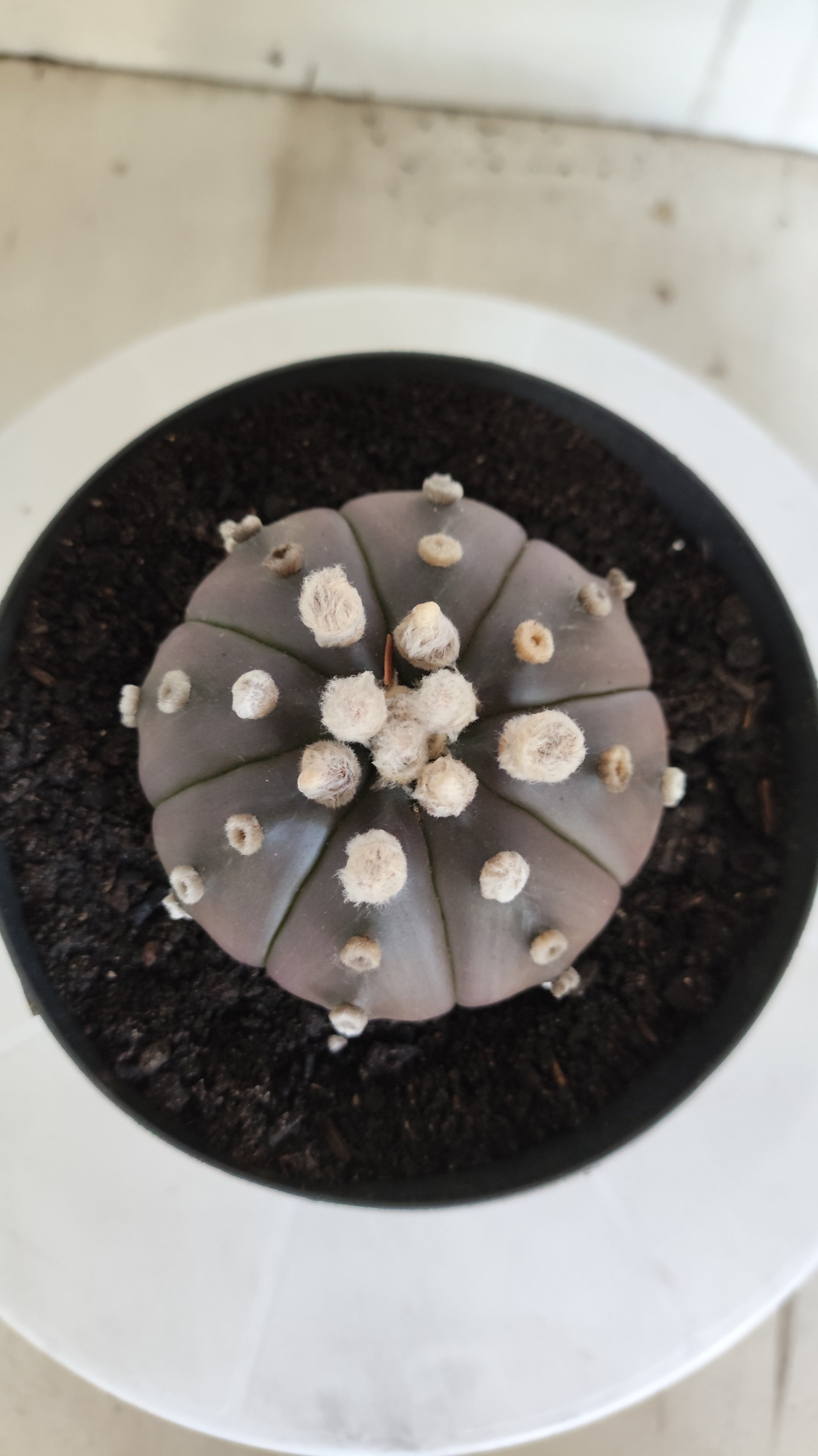 ASTROPHYTUM ASTERIAS “Purple”  Nº 1260 – vaso 15