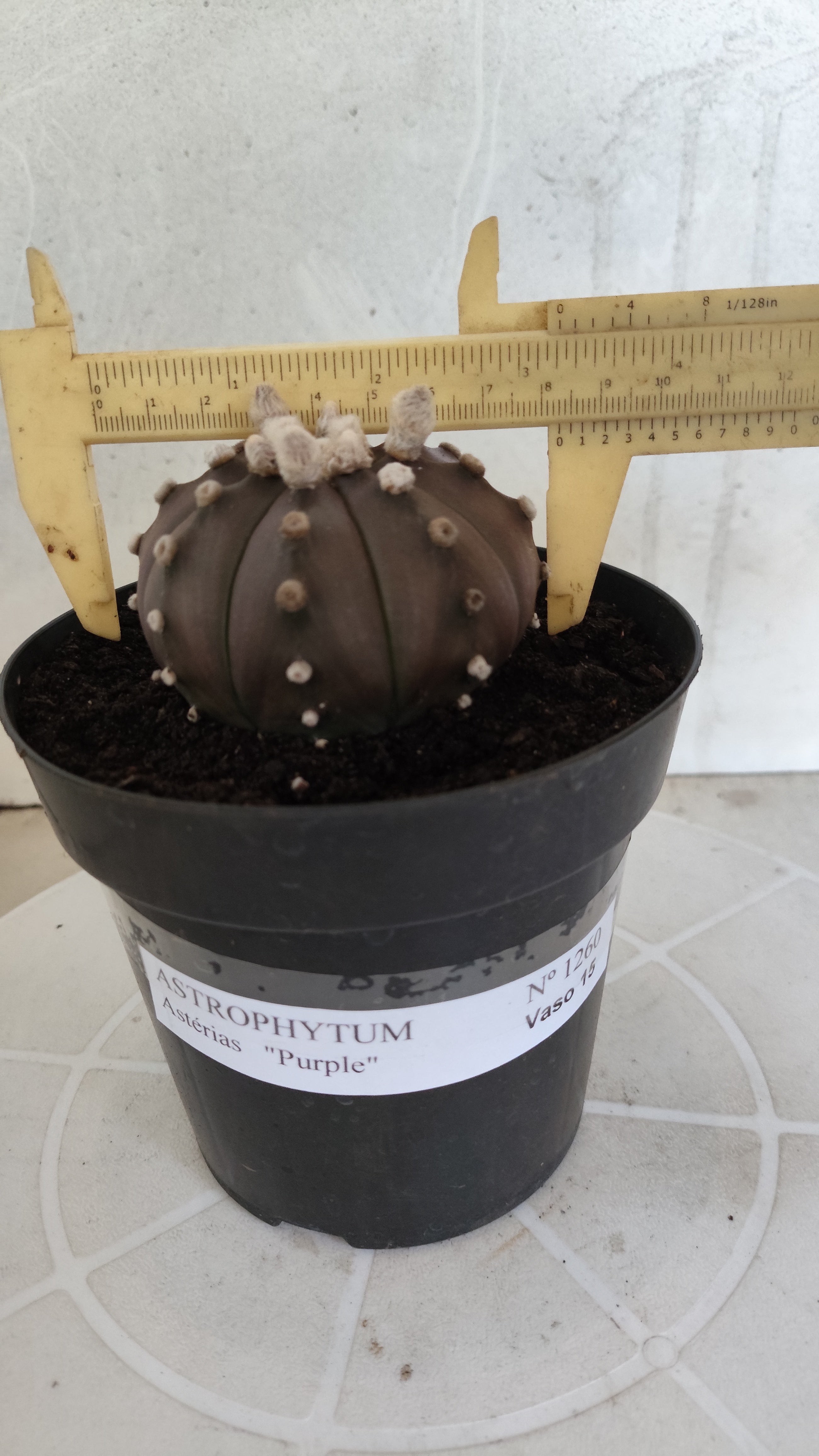 ASTROPHYTUM ASTERIAS “Purple”  Nº 1260 – vaso 15