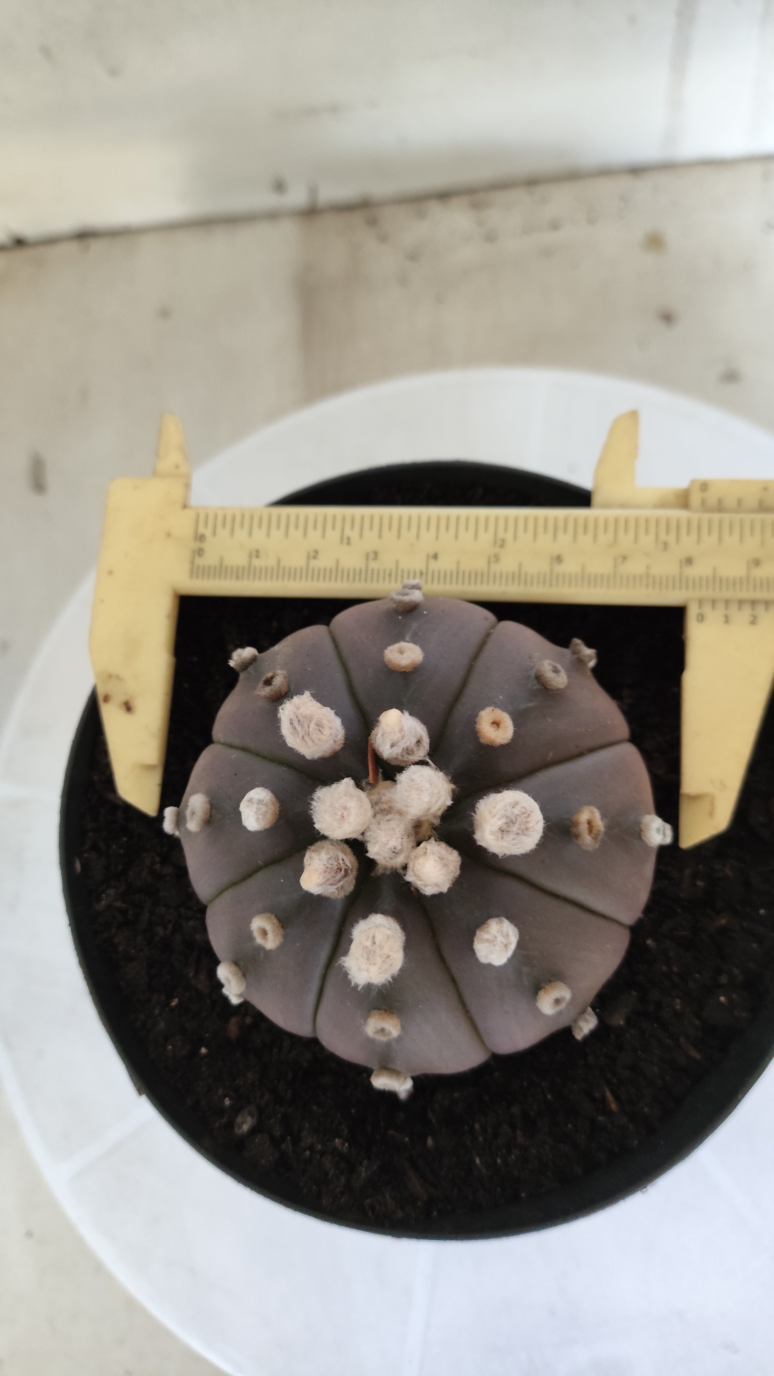 ASTROPHYTUM ASTERIAS “Purple”  Nº 1260 – vaso 15