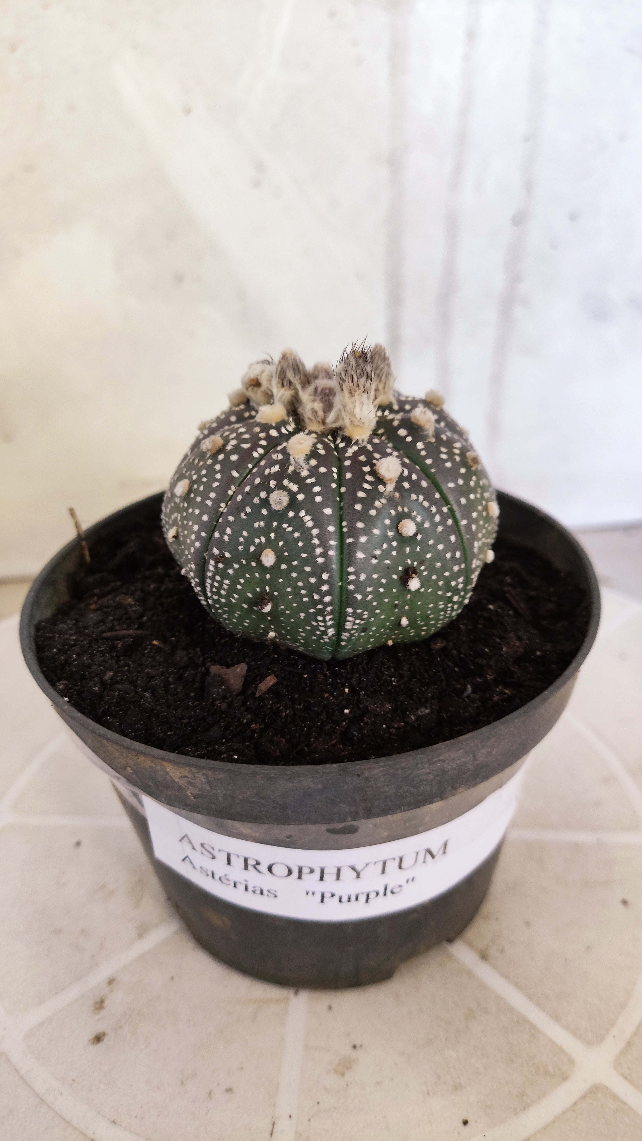 ASTROPHYTUM ASTERIAS “Purple”  Nº 1265 – vaso 11