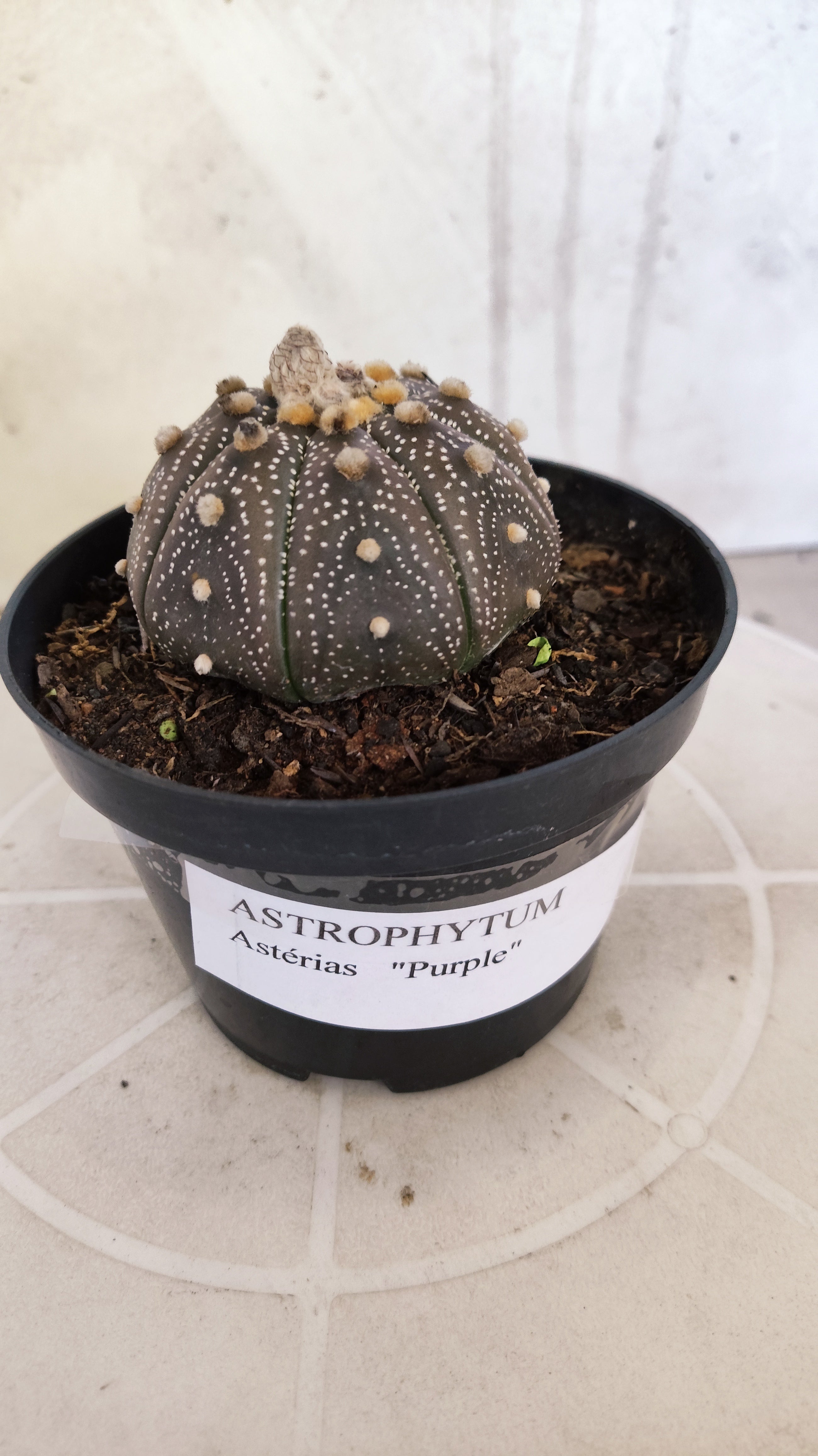 ASTROPHYTUM ASTERIAS “Purple”  Nº 1266 – vaso 11