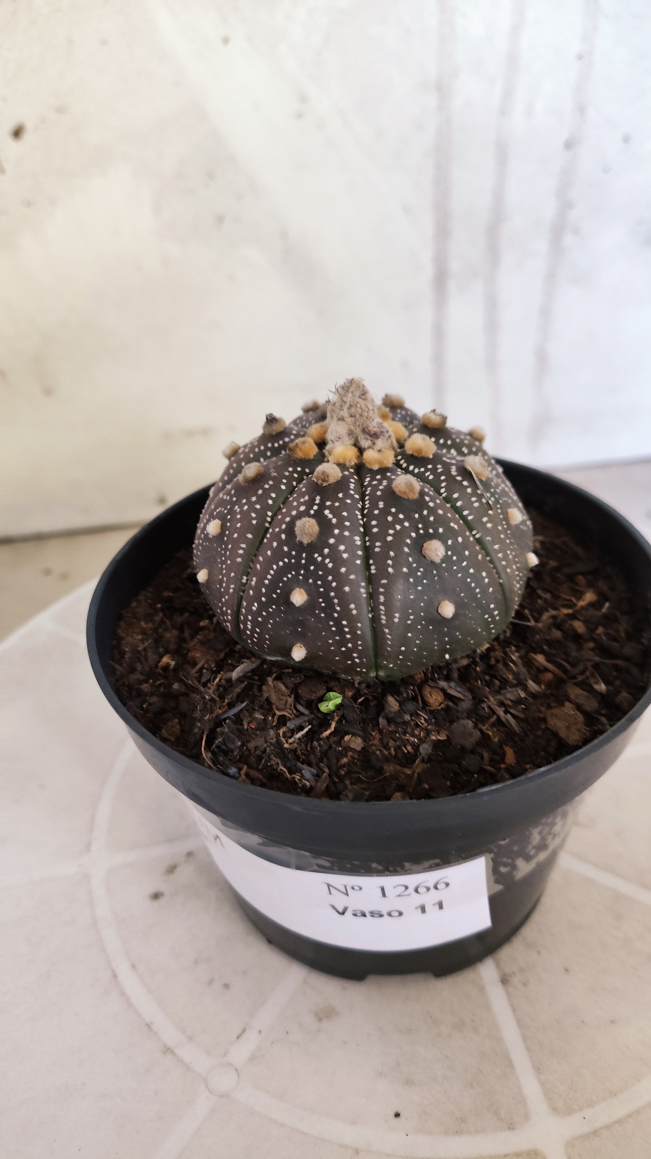 ASTROPHYTUM ASTERIAS “Purple”  Nº 1266 – vaso 11