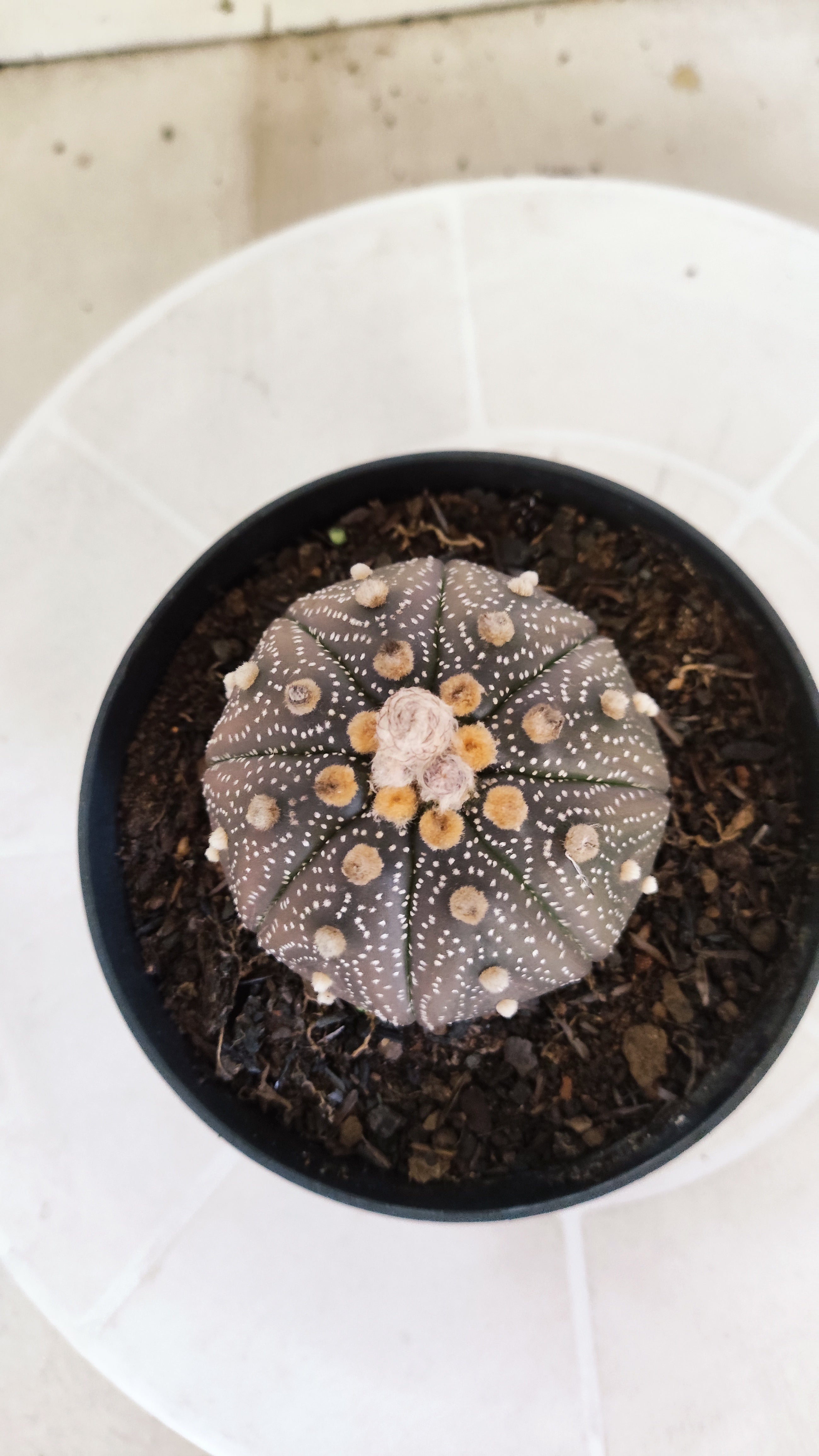 ASTROPHYTUM ASTERIAS “Purple”  Nº 1266 – vaso 11