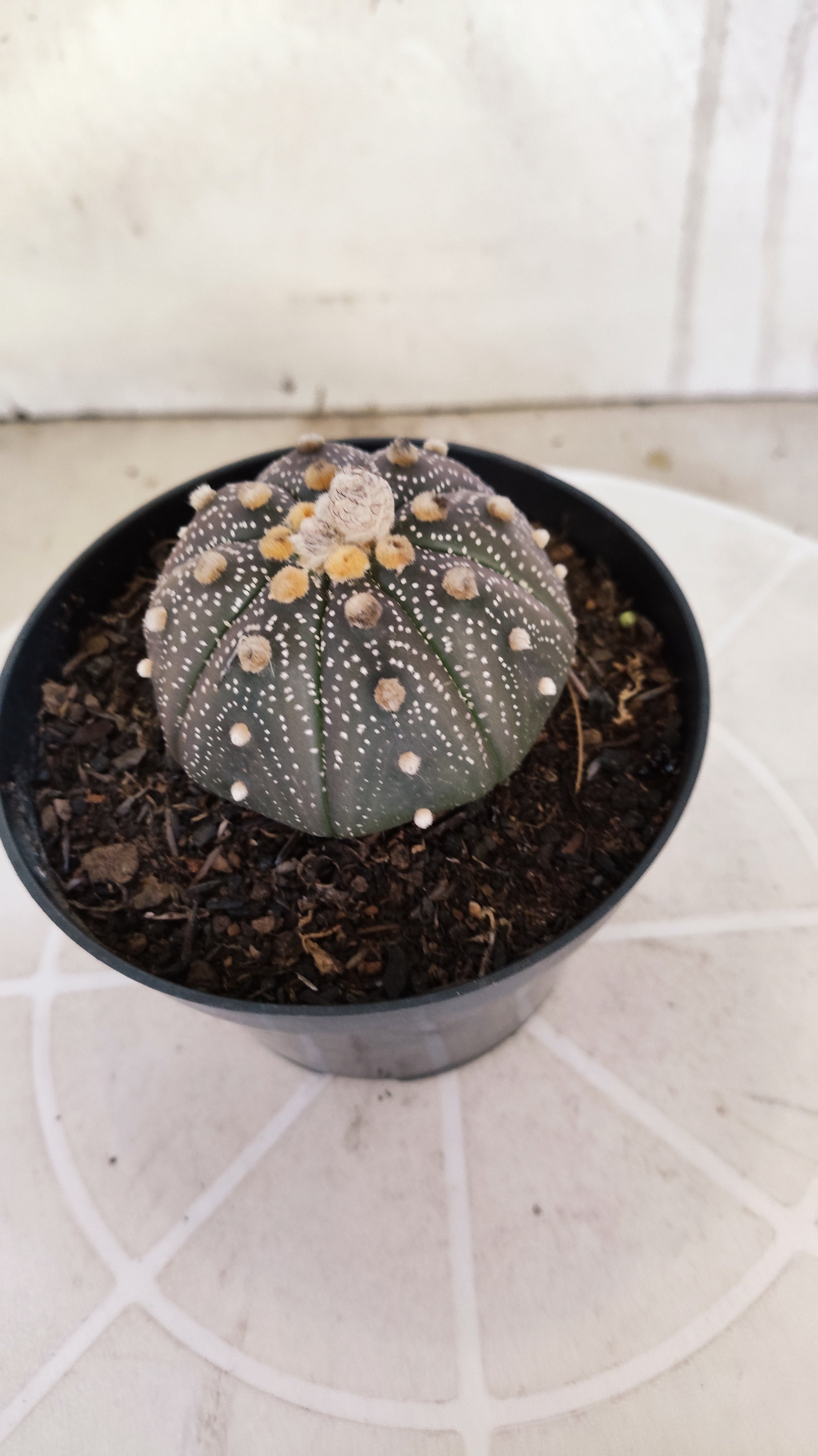 ASTROPHYTUM ASTERIAS “Purple”  Nº 1266 – vaso 11