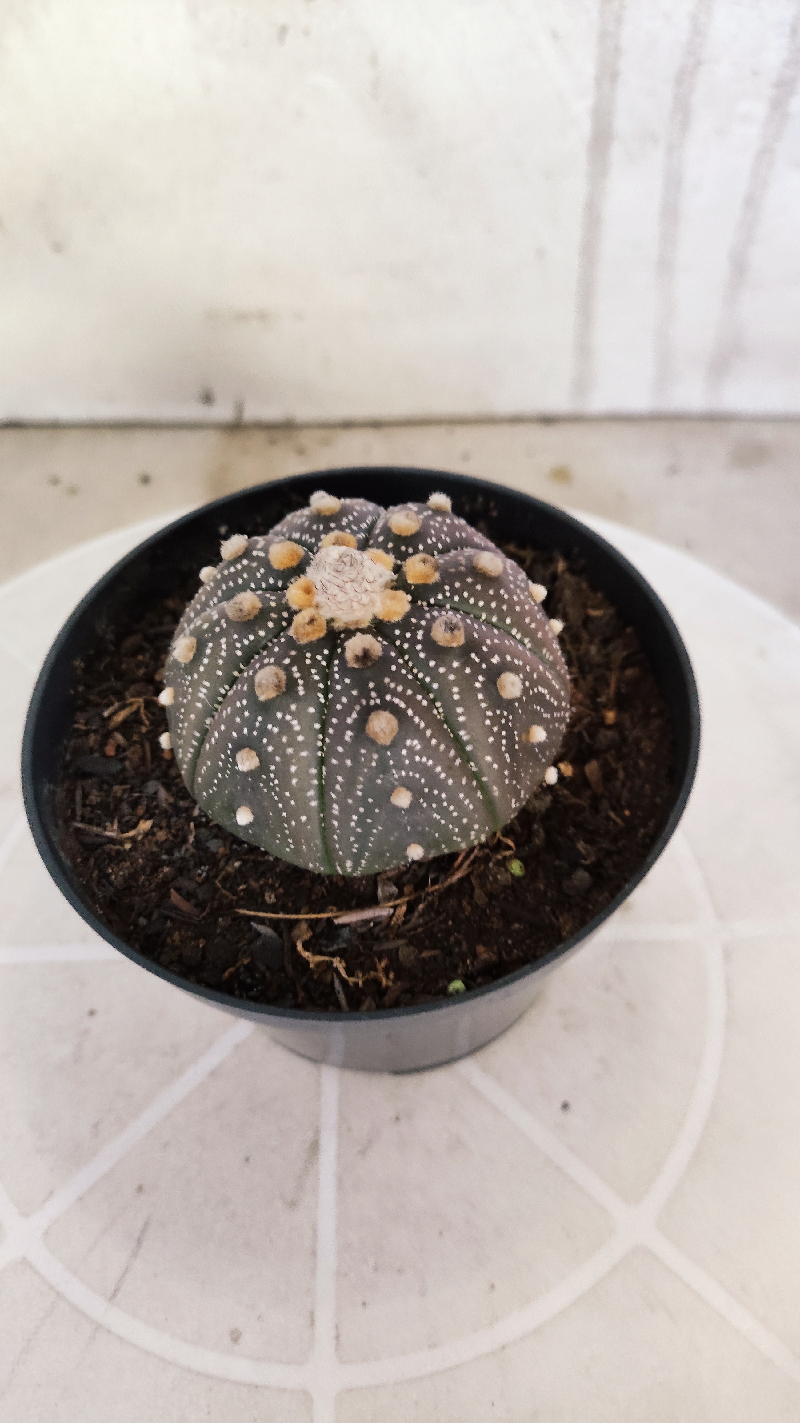 ASTROPHYTUM ASTERIAS “Purple”  Nº 1266 – vaso 11