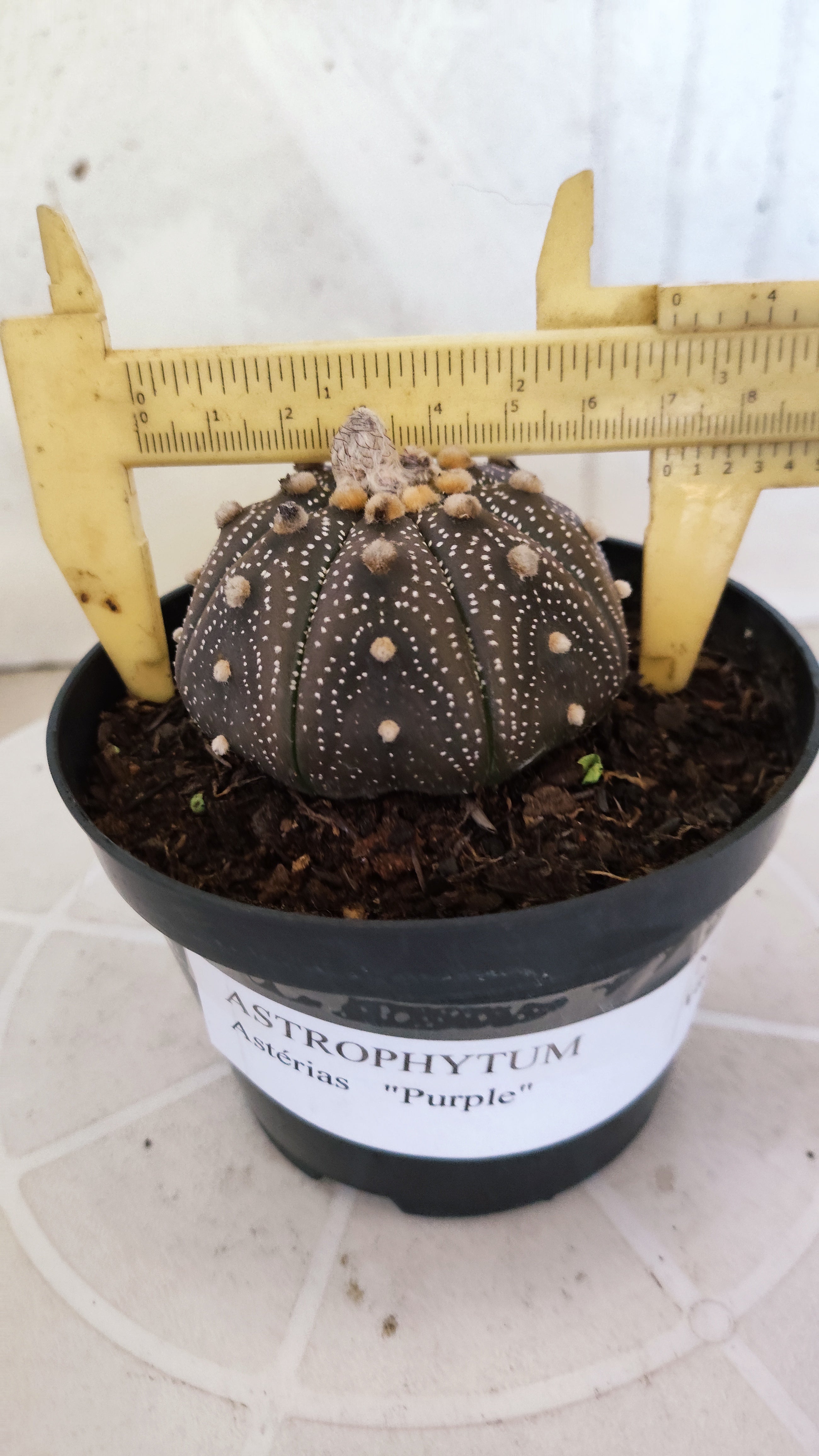 ASTROPHYTUM ASTERIAS “Purple”  Nº 1266 – vaso 11