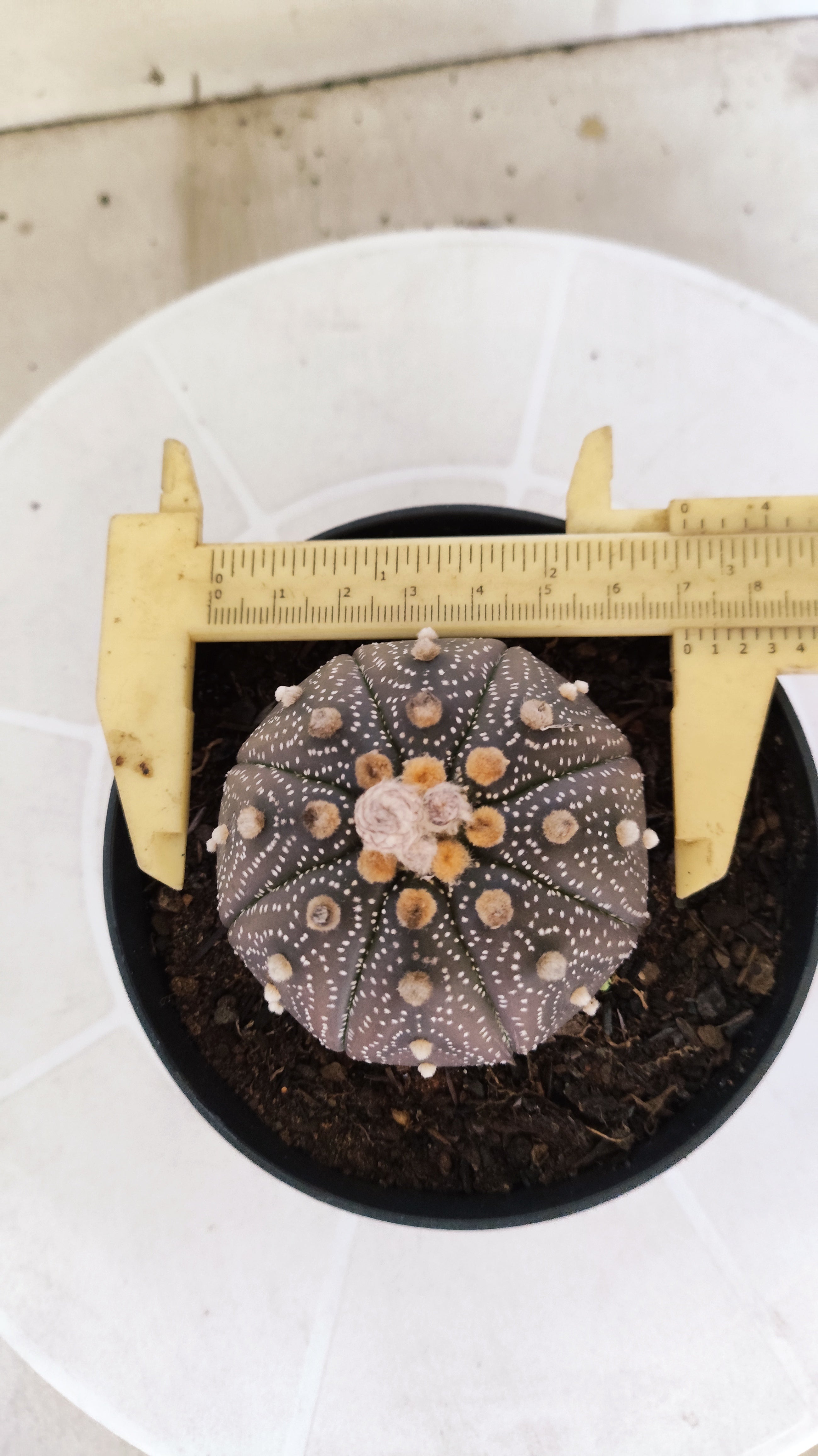 ASTROPHYTUM ASTERIAS “Purple”  Nº 1266 – vaso 11