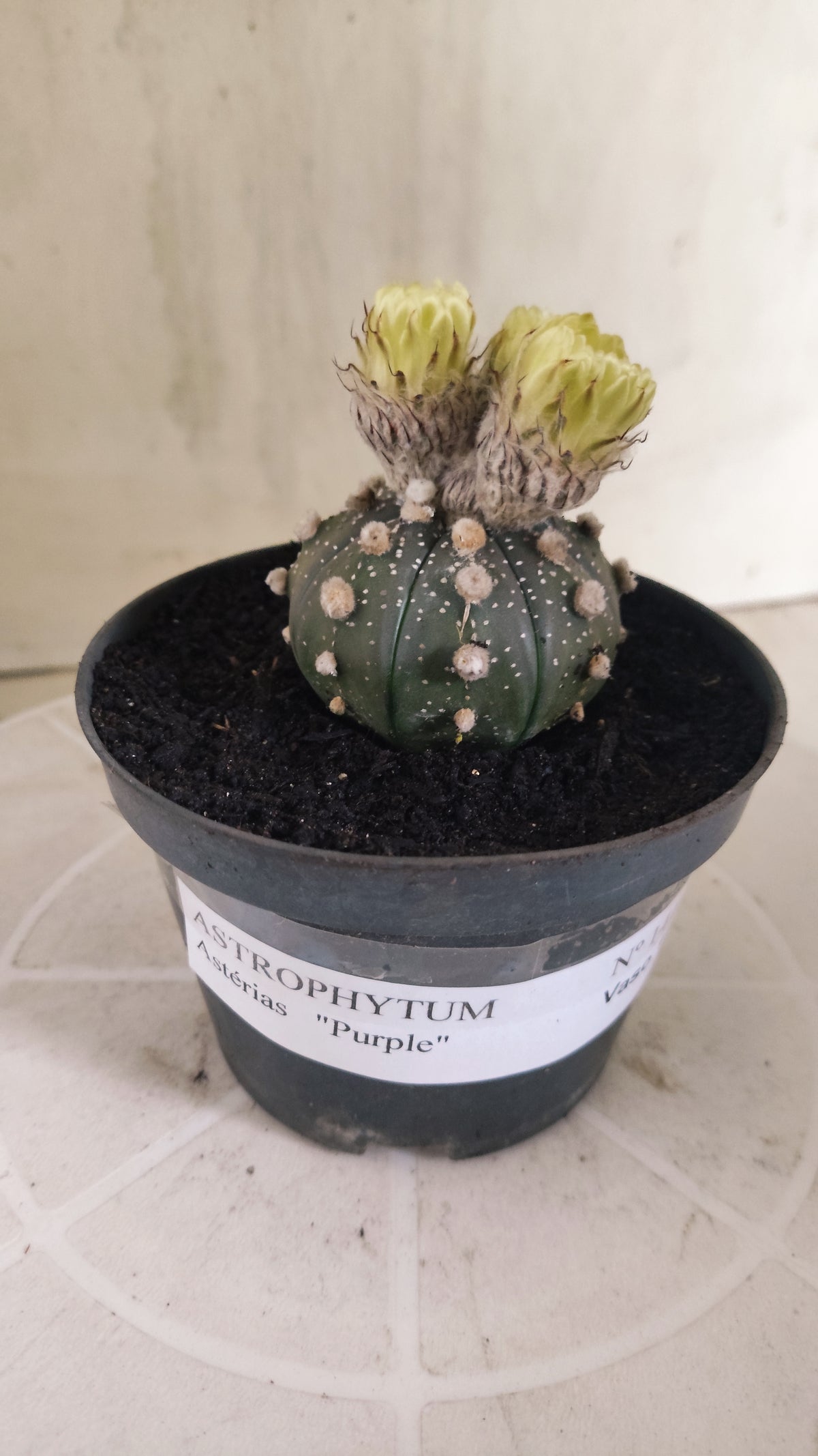 ASTROPHYTUM ASTERIAS “Purple”  Nº 1415 – vaso 11