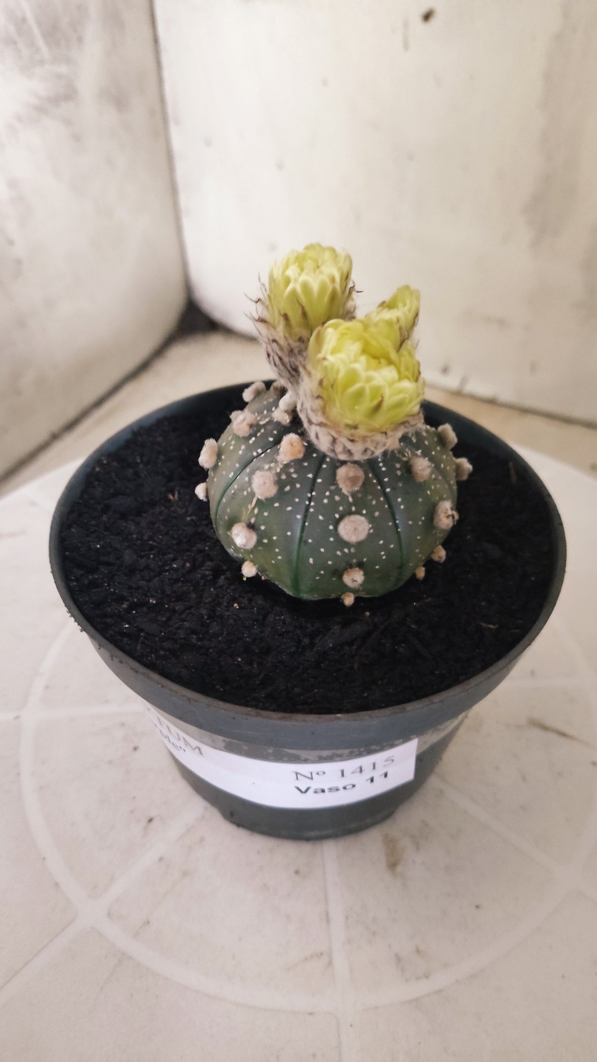 ASTROPHYTUM ASTERIAS “Purple”  Nº 1415 – vaso 11