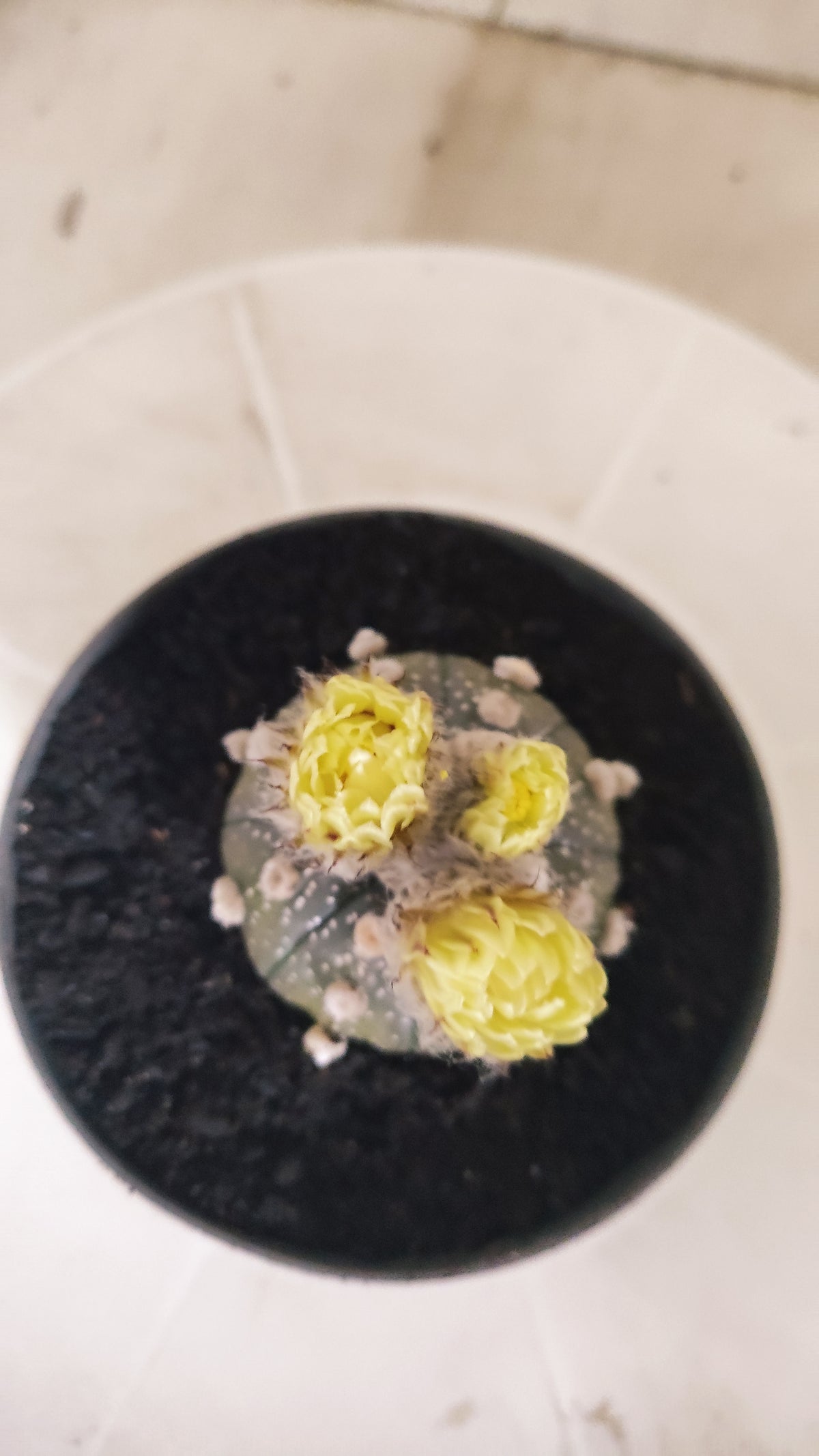 ASTROPHYTUM ASTERIAS “Purple”  Nº 1415 – vaso 11