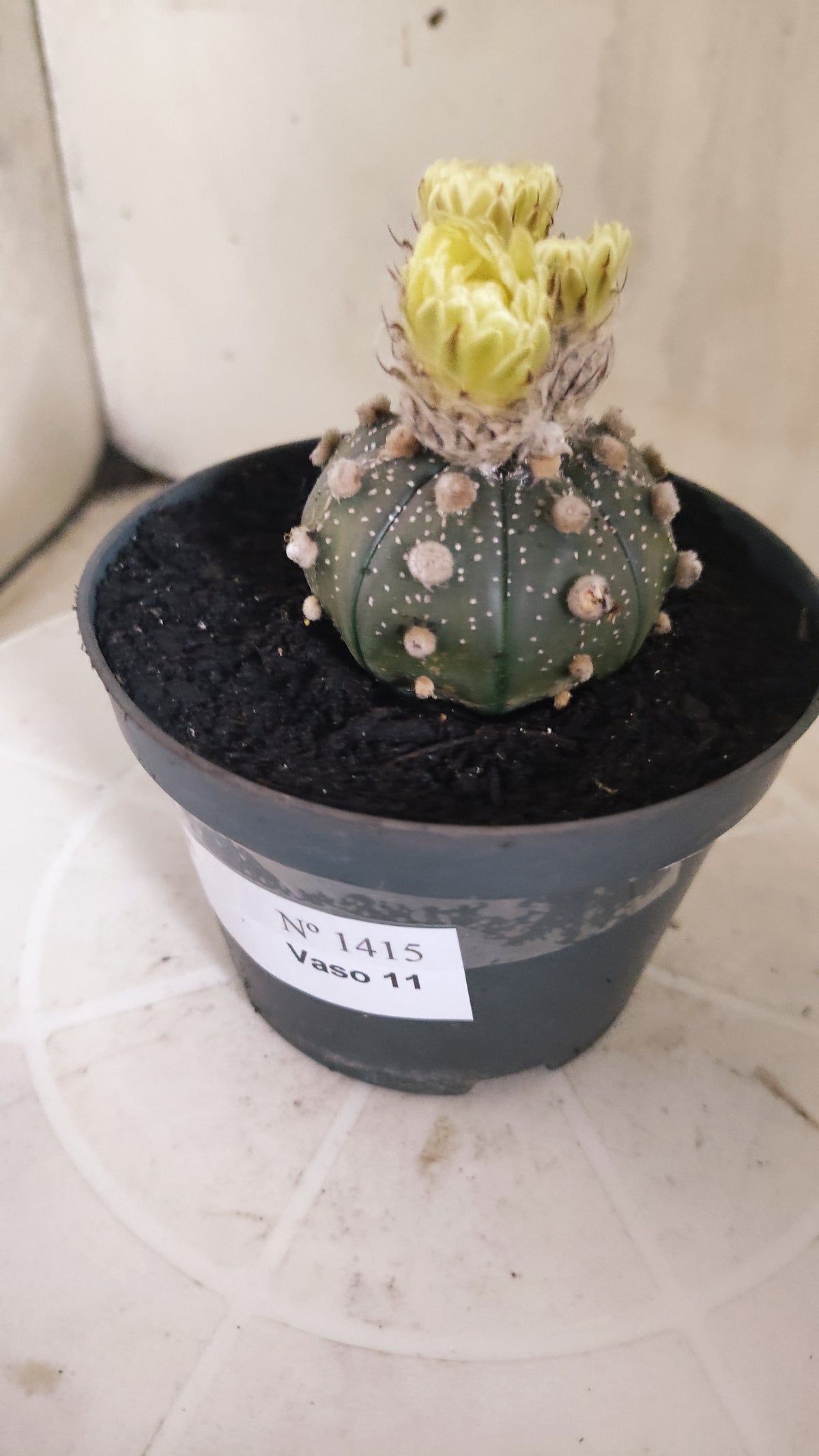 ASTROPHYTUM ASTERIAS “Purple”  Nº 1415 – vaso 11