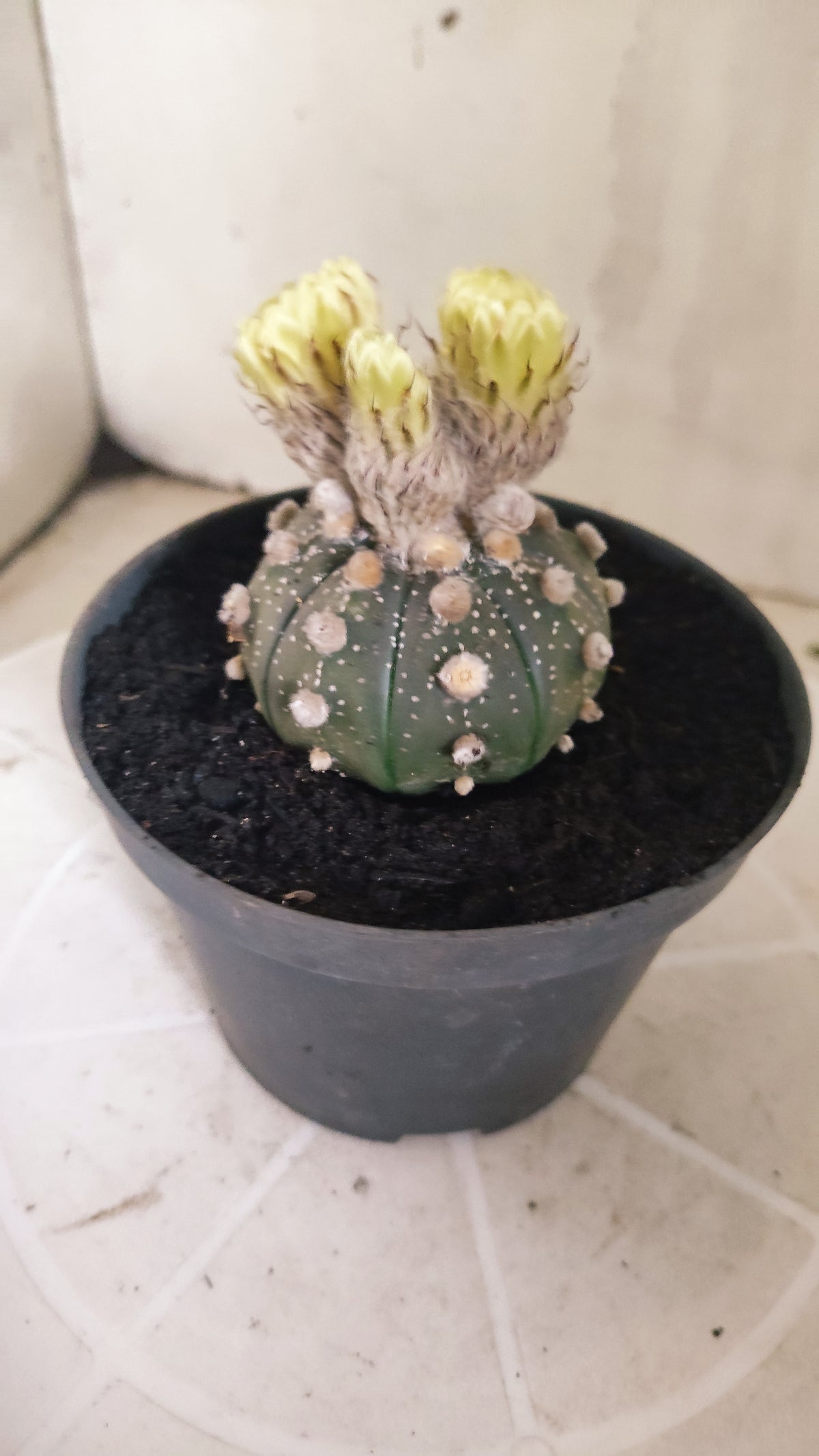 ASTROPHYTUM ASTERIAS “Purple”  Nº 1415 – vaso 11