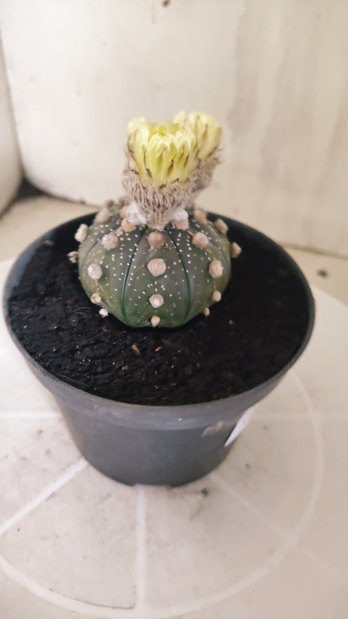 ASTROPHYTUM ASTERIAS “Purple”  Nº 1415 – vaso 11