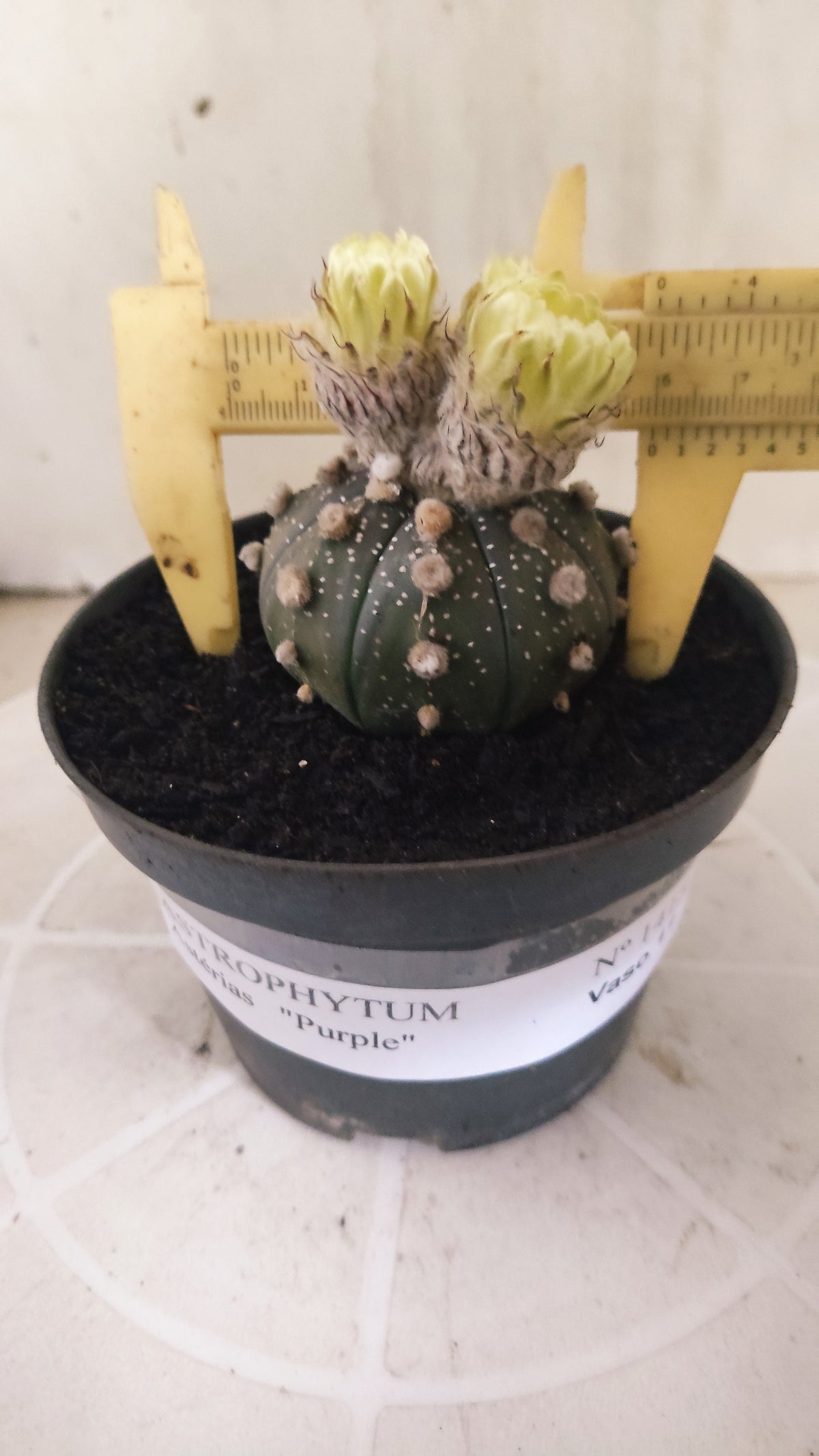ASTROPHYTUM ASTERIAS “Purple”  Nº 1415 – vaso 11