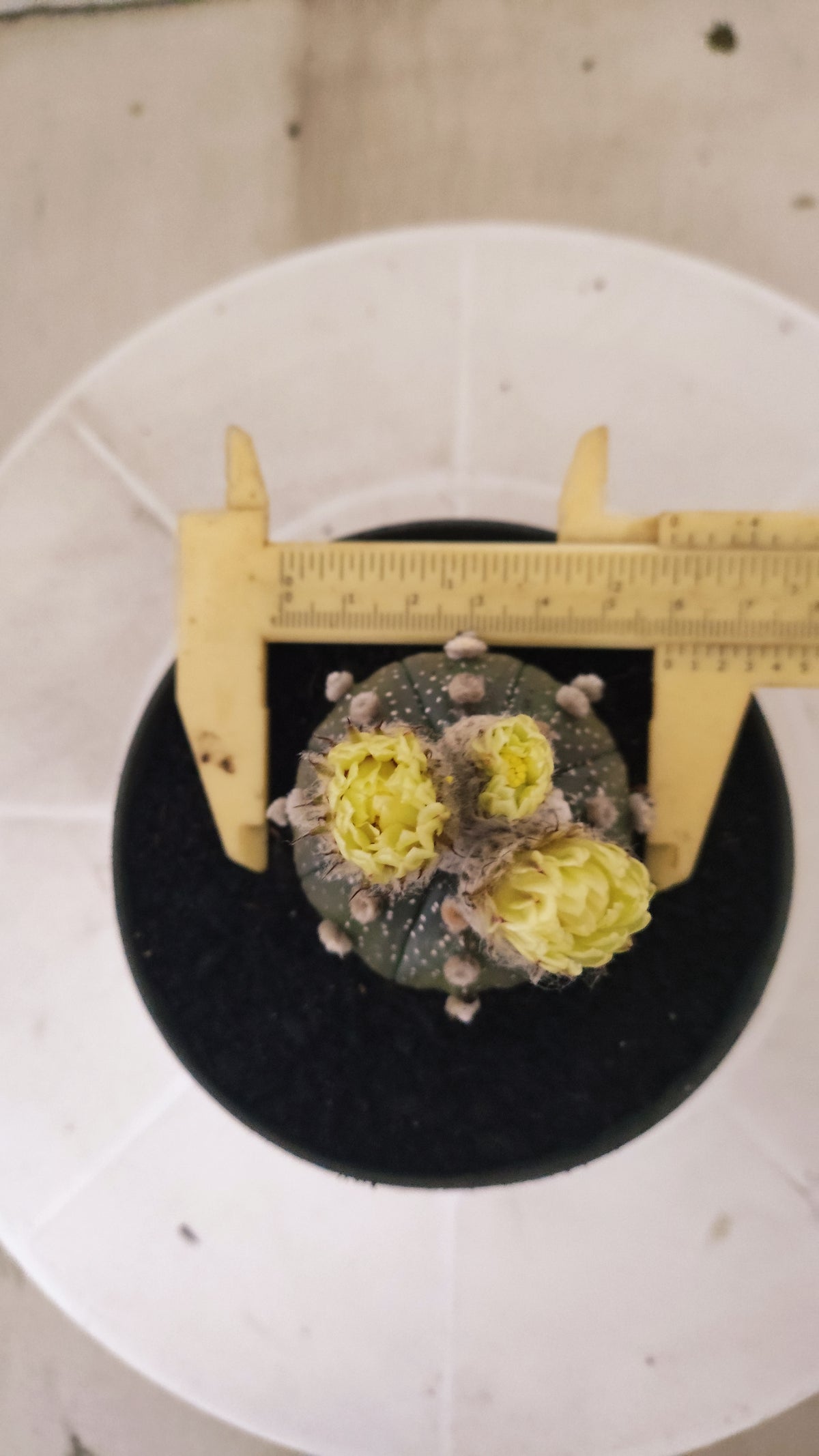 ASTROPHYTUM ASTERIAS “Purple”  Nº 1415 – vaso 11