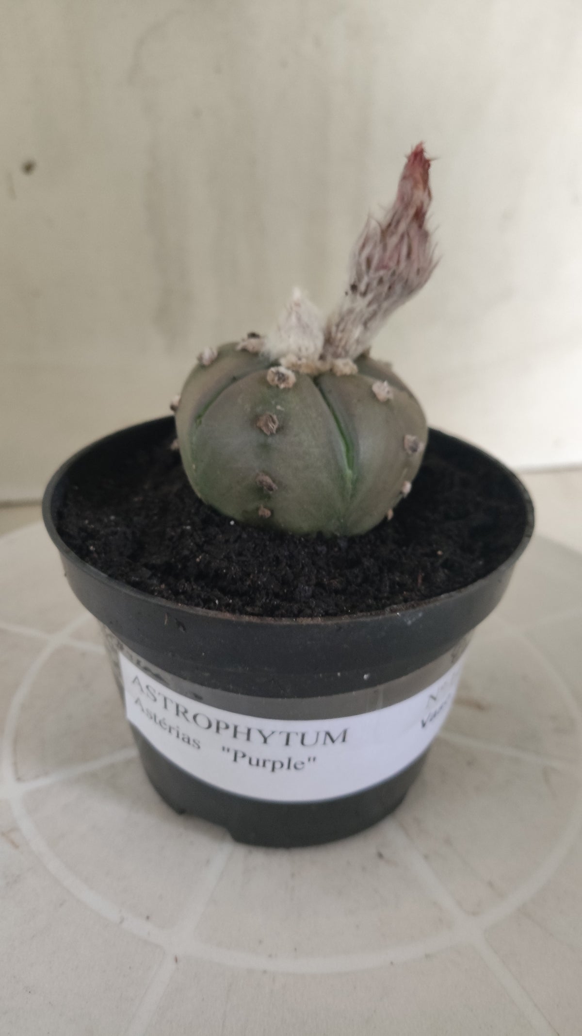 ASTROPHYTUM ASTERIAS “Purple - 5 ribs”  Nº 1417 – vaso 11
