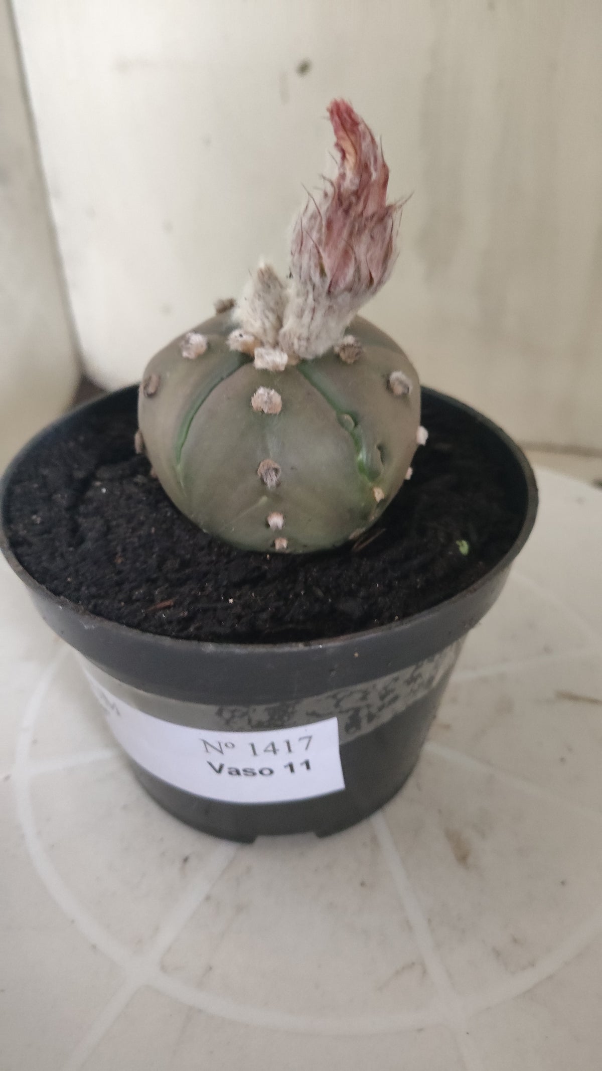 ASTROPHYTUM ASTERIAS “Purple - 5 ribs”  Nº 1417 – vaso 11