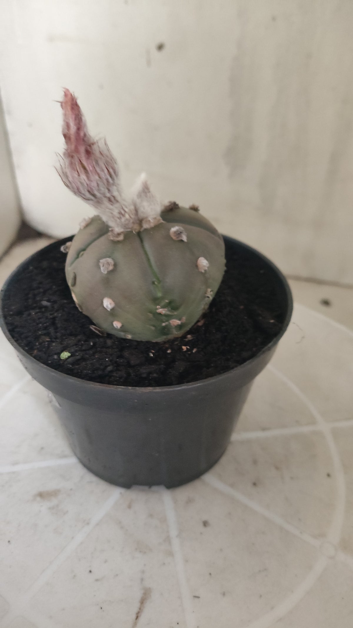 ASTROPHYTUM ASTERIAS “Purple - 5 ribs”  Nº 1417 – vaso 11