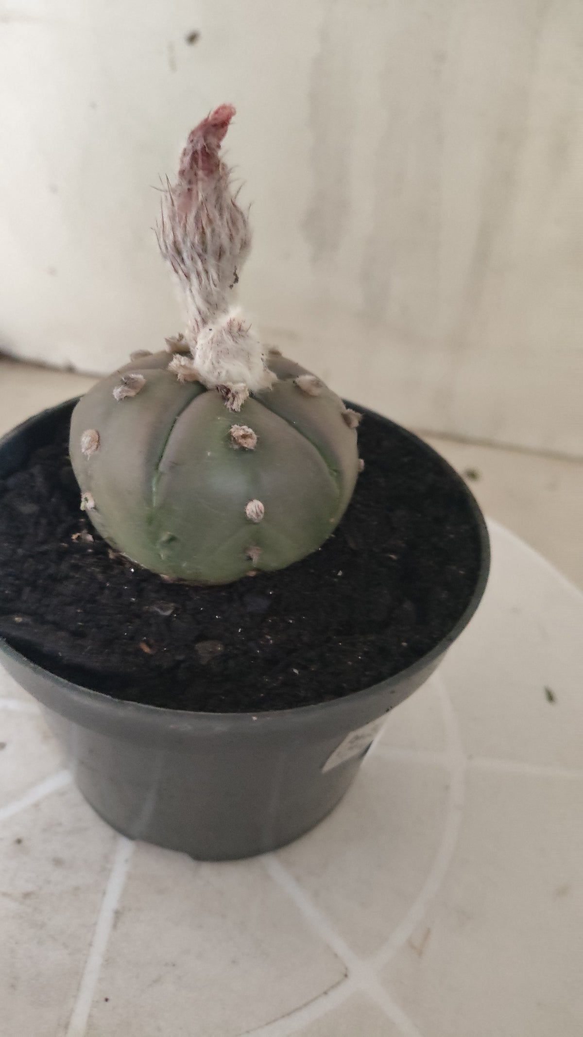ASTROPHYTUM ASTERIAS “Purple - 5 ribs”  Nº 1417 – vaso 11