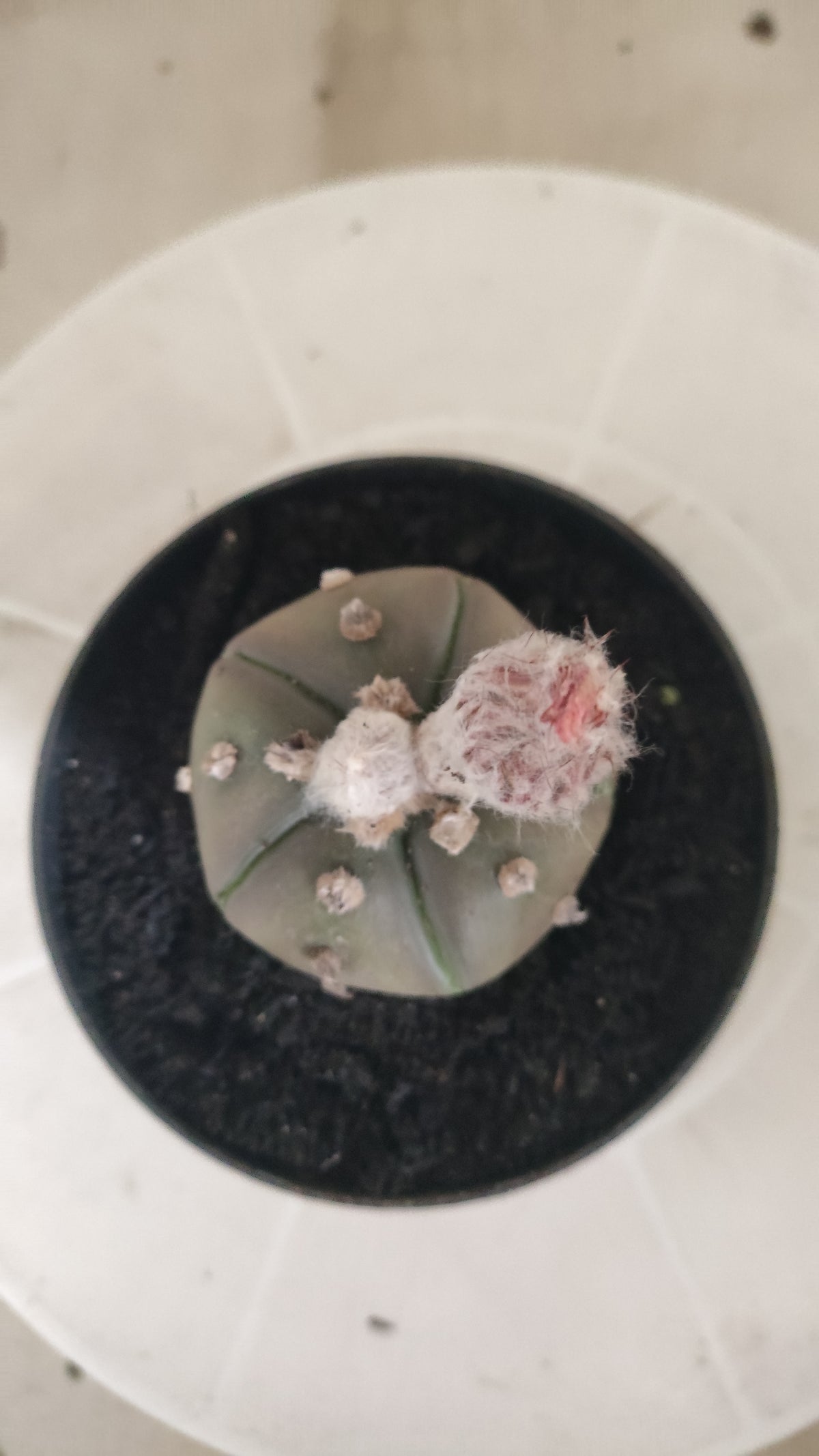 ASTROPHYTUM ASTERIAS “Purple - 5 ribs”  Nº 1417 – vaso 11