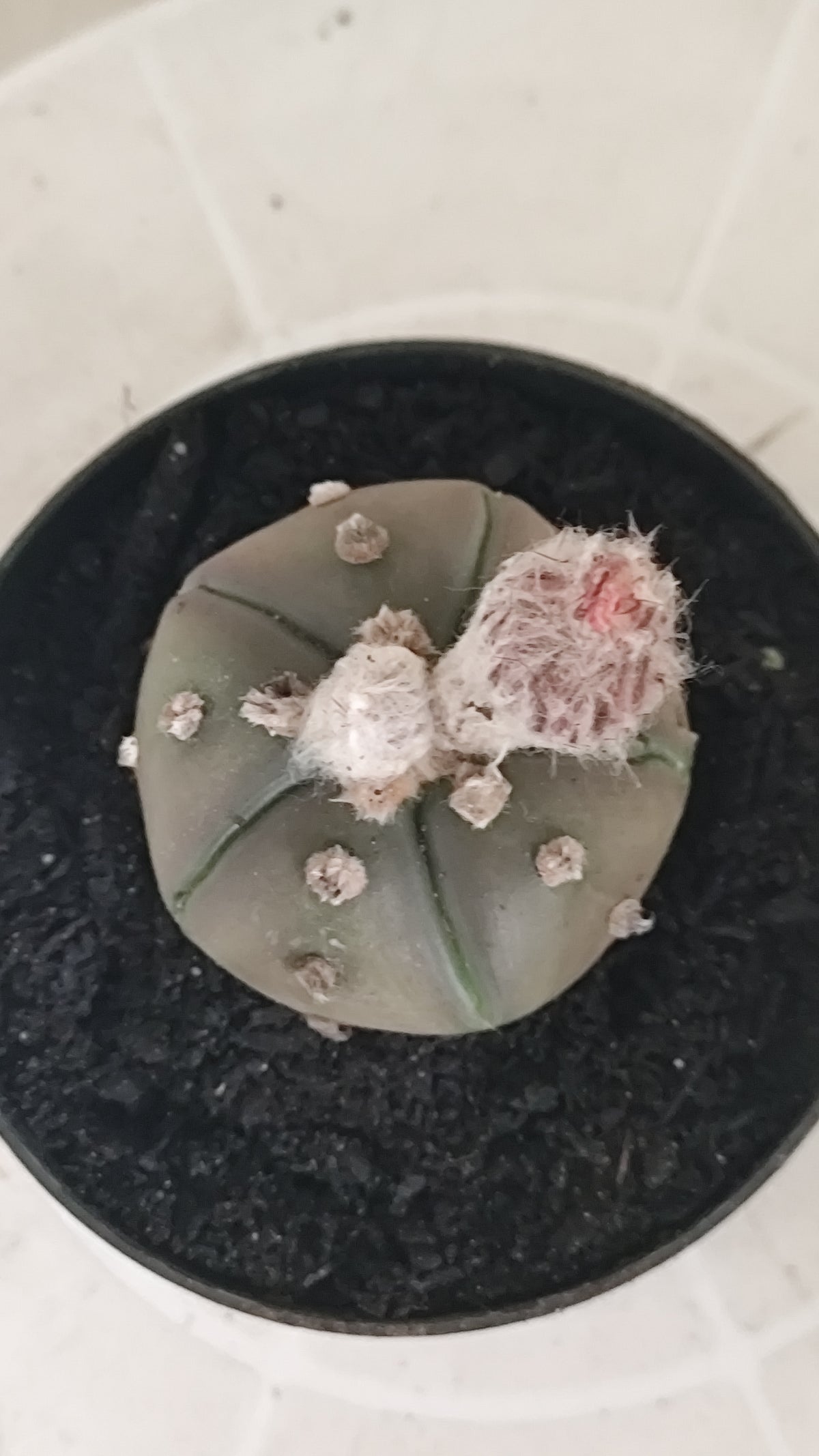 ASTROPHYTUM ASTERIAS “Purple - 5 ribs”  Nº 1417 – vaso 11