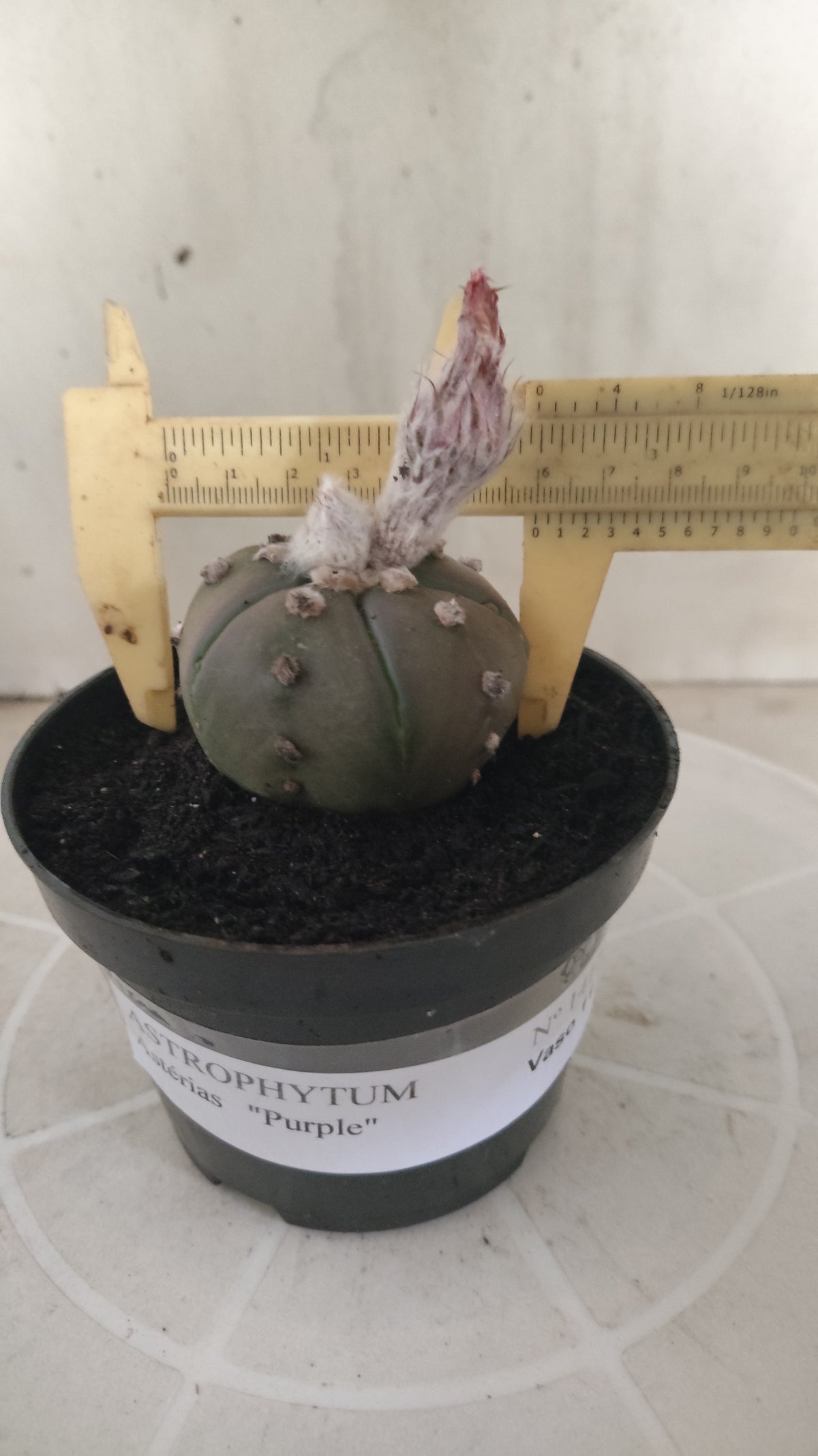 ASTROPHYTUM ASTERIAS “Purple - 5 ribs”  Nº 1417 – vaso 11