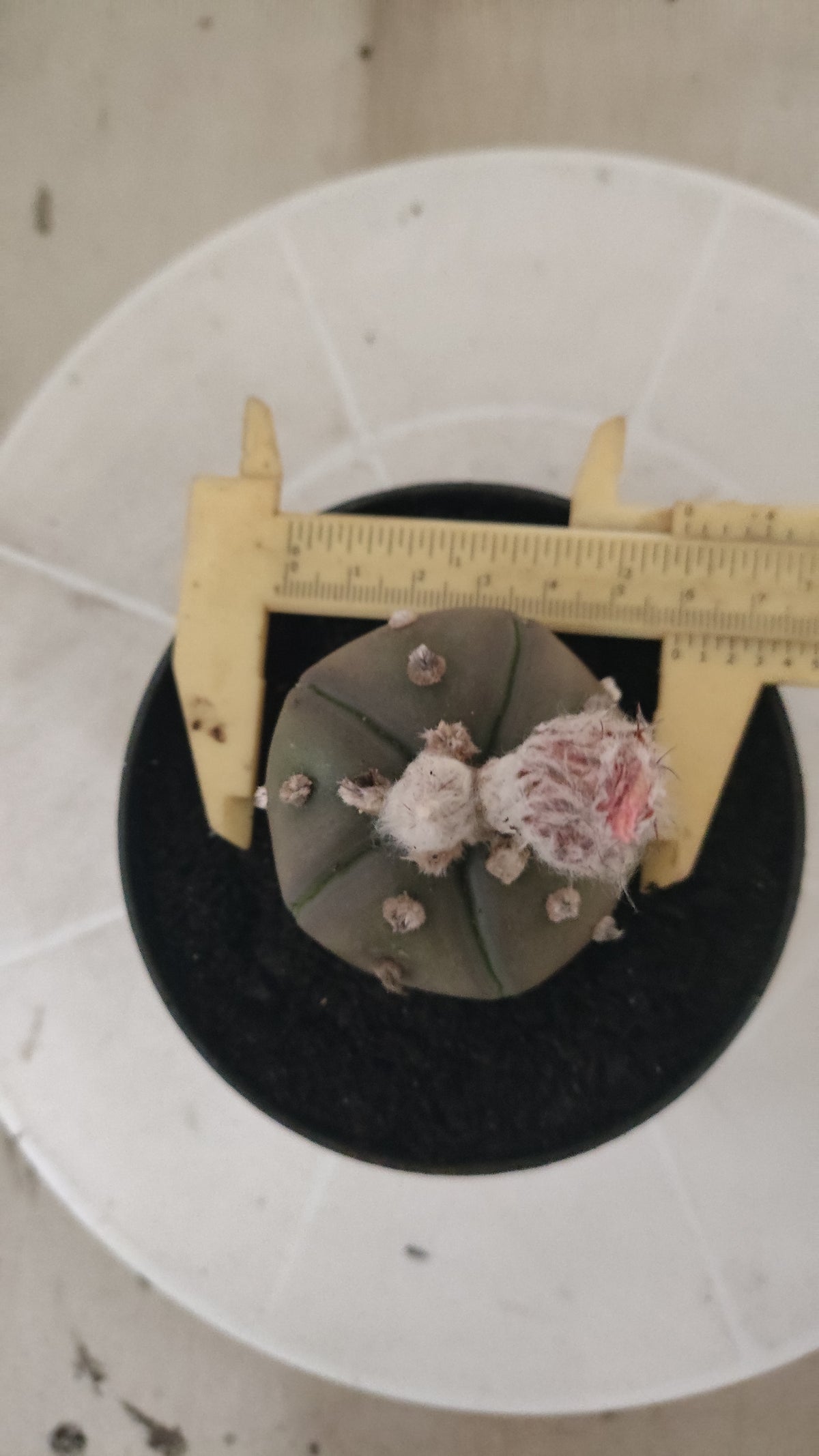 ASTROPHYTUM ASTERIAS “Purple - 5 ribs”  Nº 1417 – vaso 11