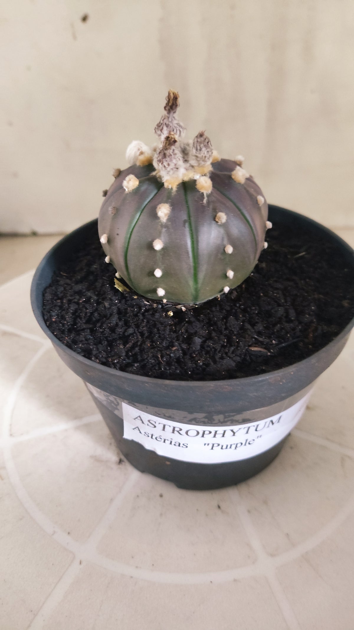 ASTROPHYTUM ASTERIAS “Purple”  Nº 1419 – vaso 11