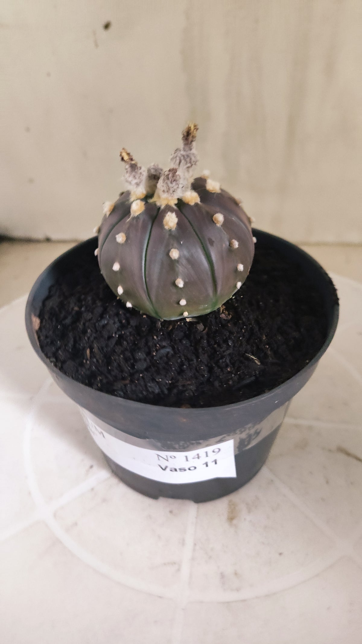 ASTROPHYTUM ASTERIAS “Purple”  Nº 1419 – vaso 11