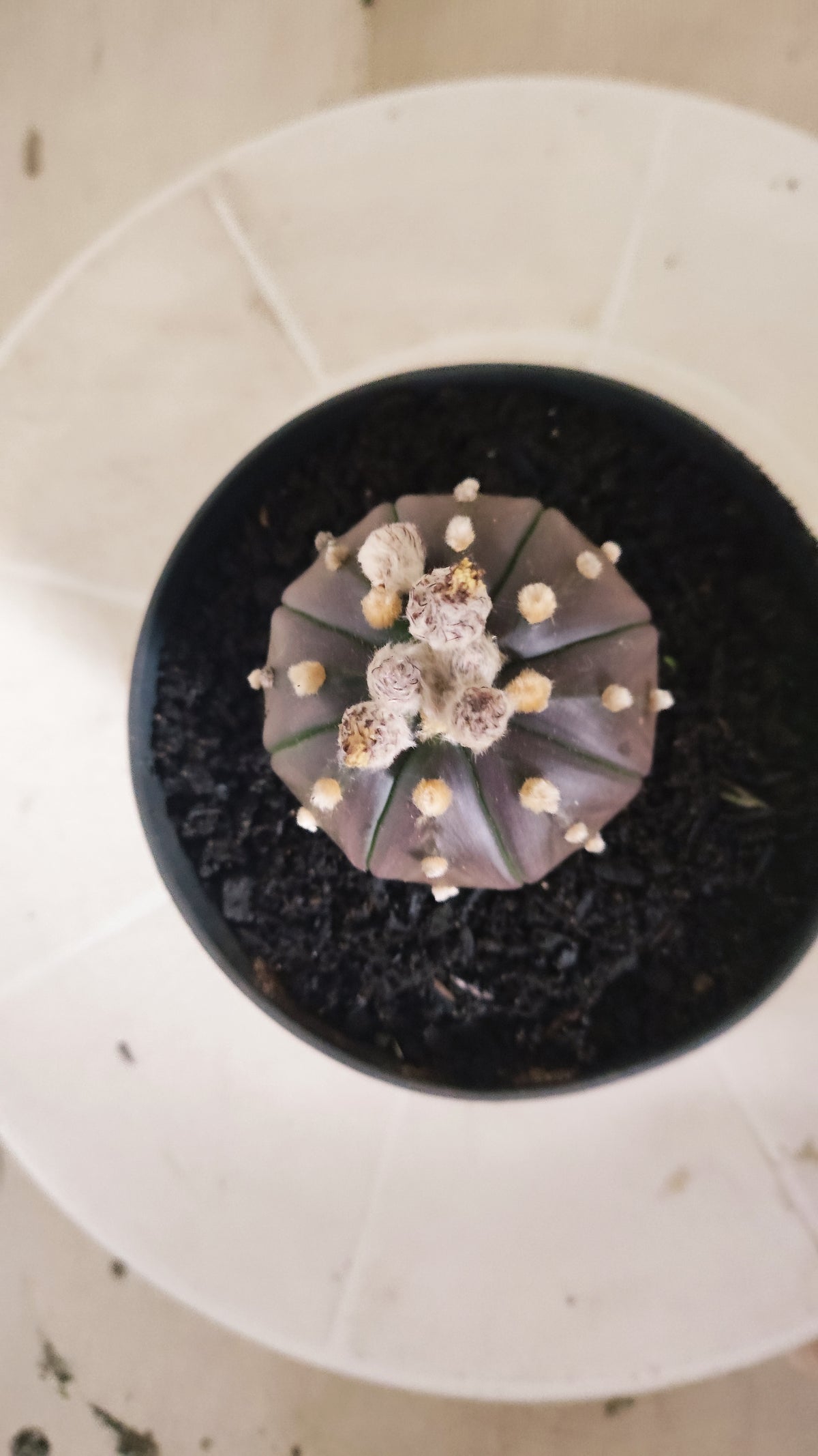 ASTROPHYTUM ASTERIAS “Purple”  Nº 1419 – vaso 11