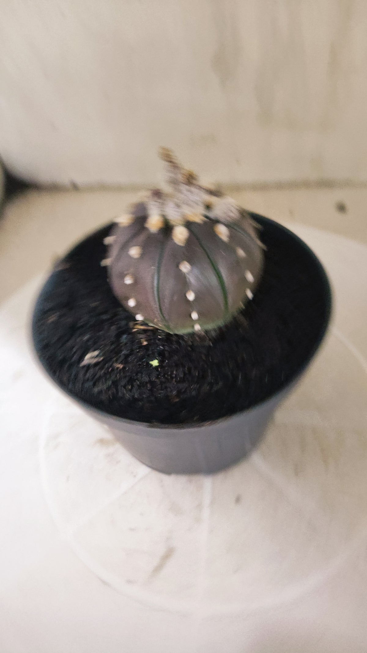 ASTROPHYTUM ASTERIAS “Purple”  Nº 1419 – vaso 11
