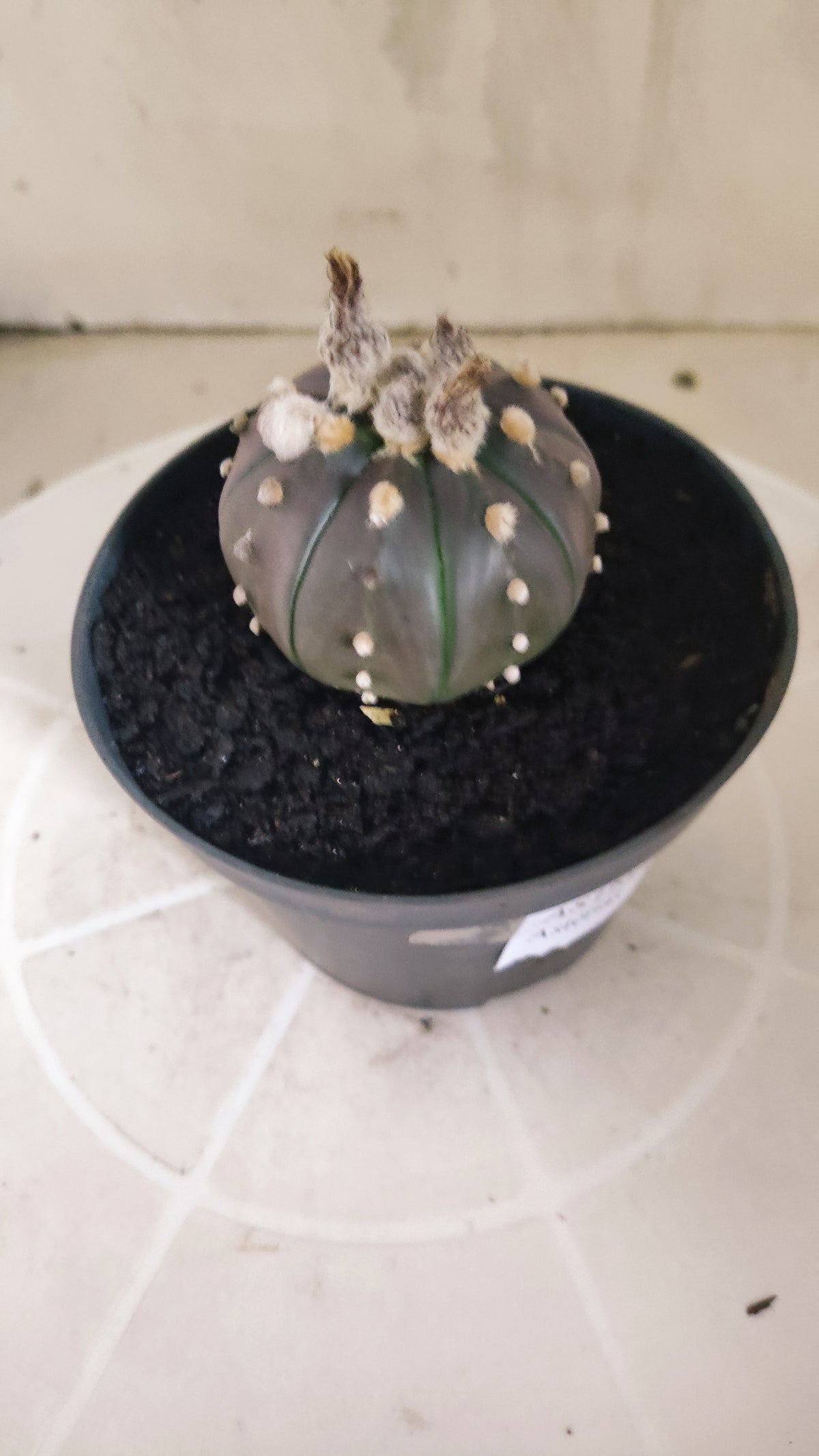 ASTROPHYTUM ASTERIAS “Purple”  Nº 1419 – vaso 11