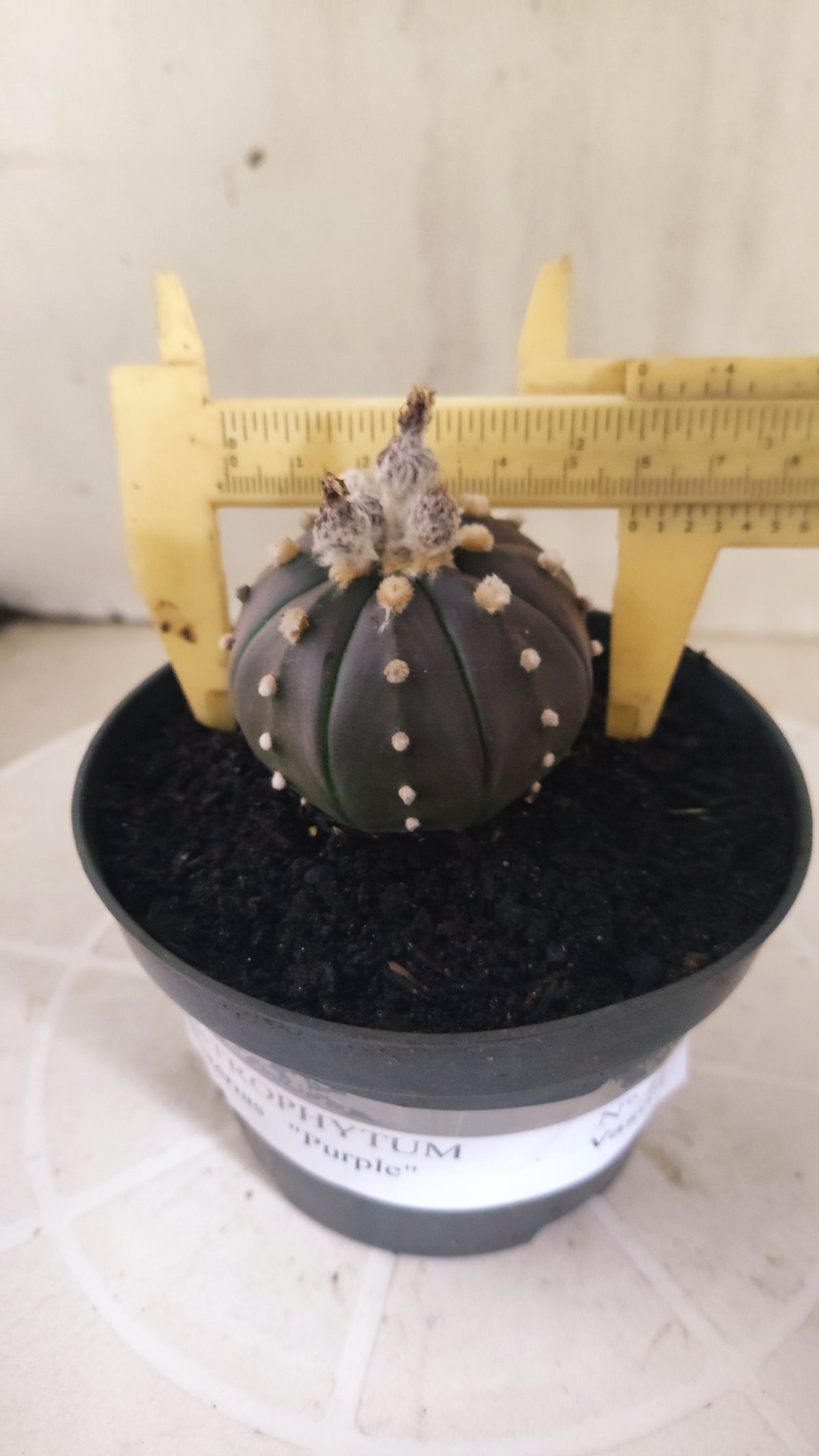 ASTROPHYTUM ASTERIAS “Purple”  Nº 1419 – vaso 11