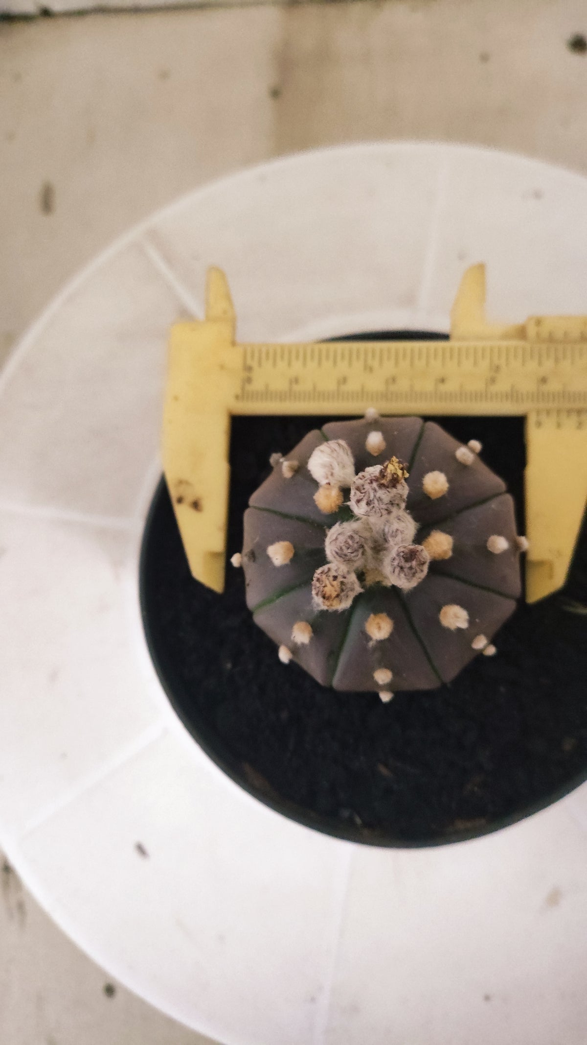 ASTROPHYTUM ASTERIAS “Purple”  Nº 1419 – vaso 11