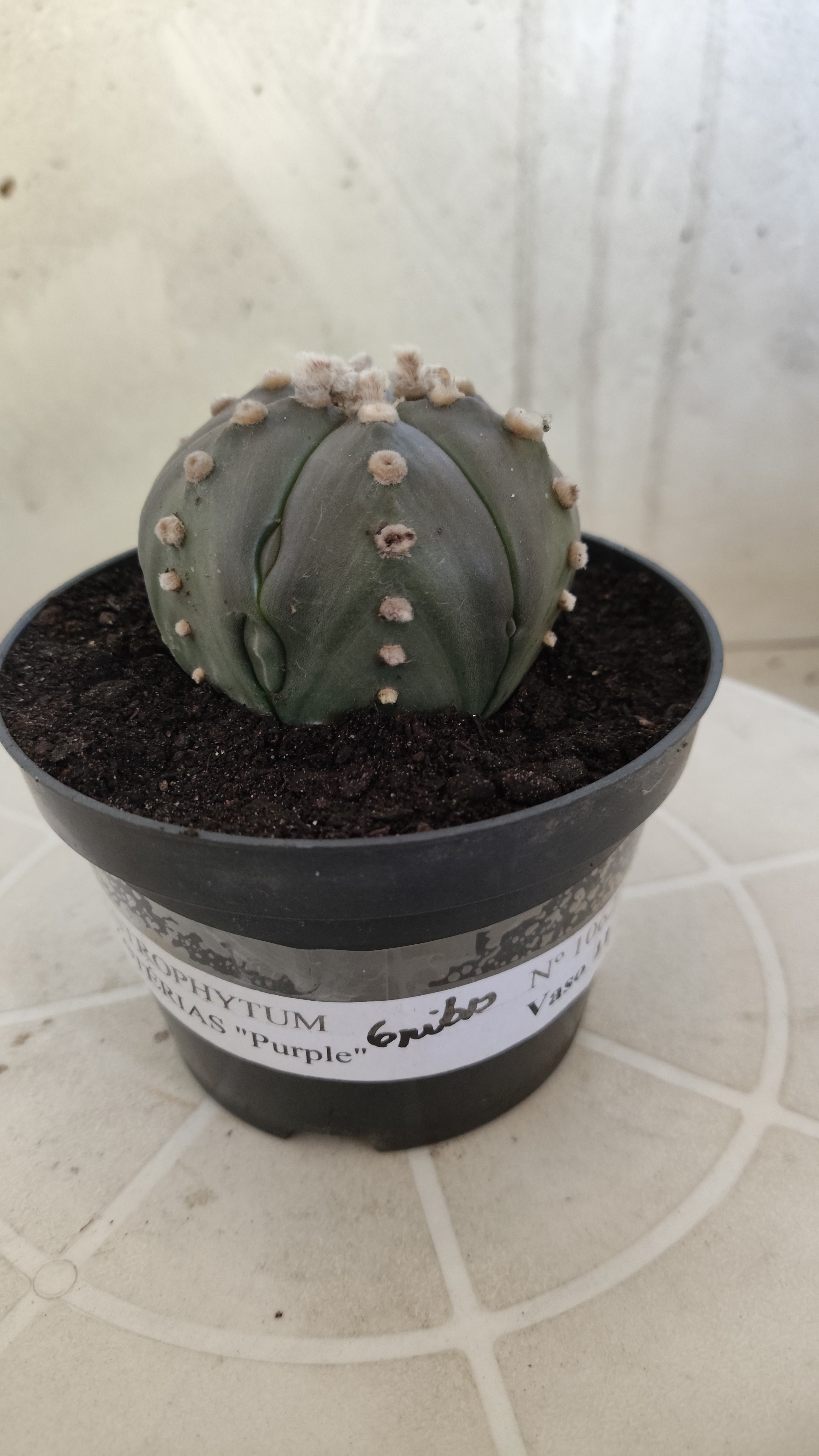ASTROPHYTUM ASTERIAS Purple "6 Ribs" Nº 1062 – vaso 11