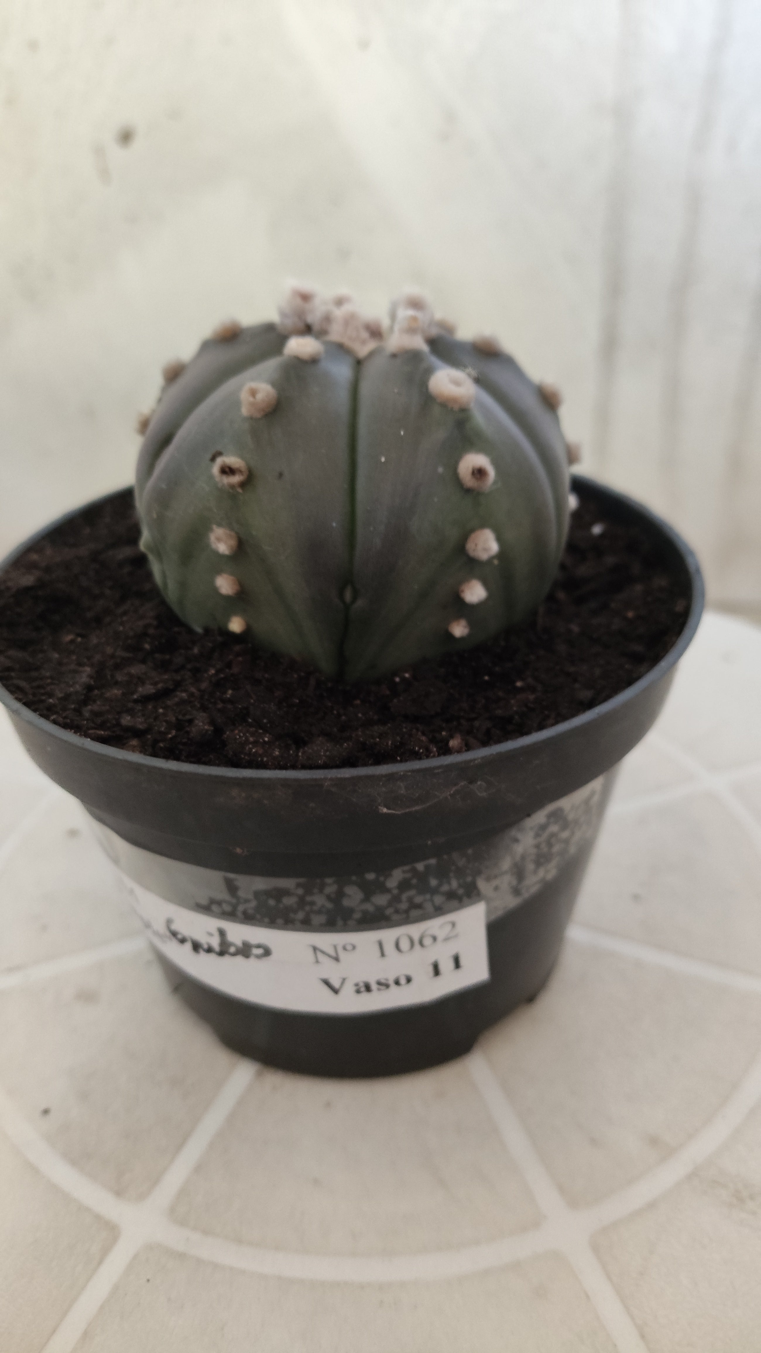 ASTROPHYTUM ASTERIAS Purple "6 Ribs" Nº 1062 – vaso 11