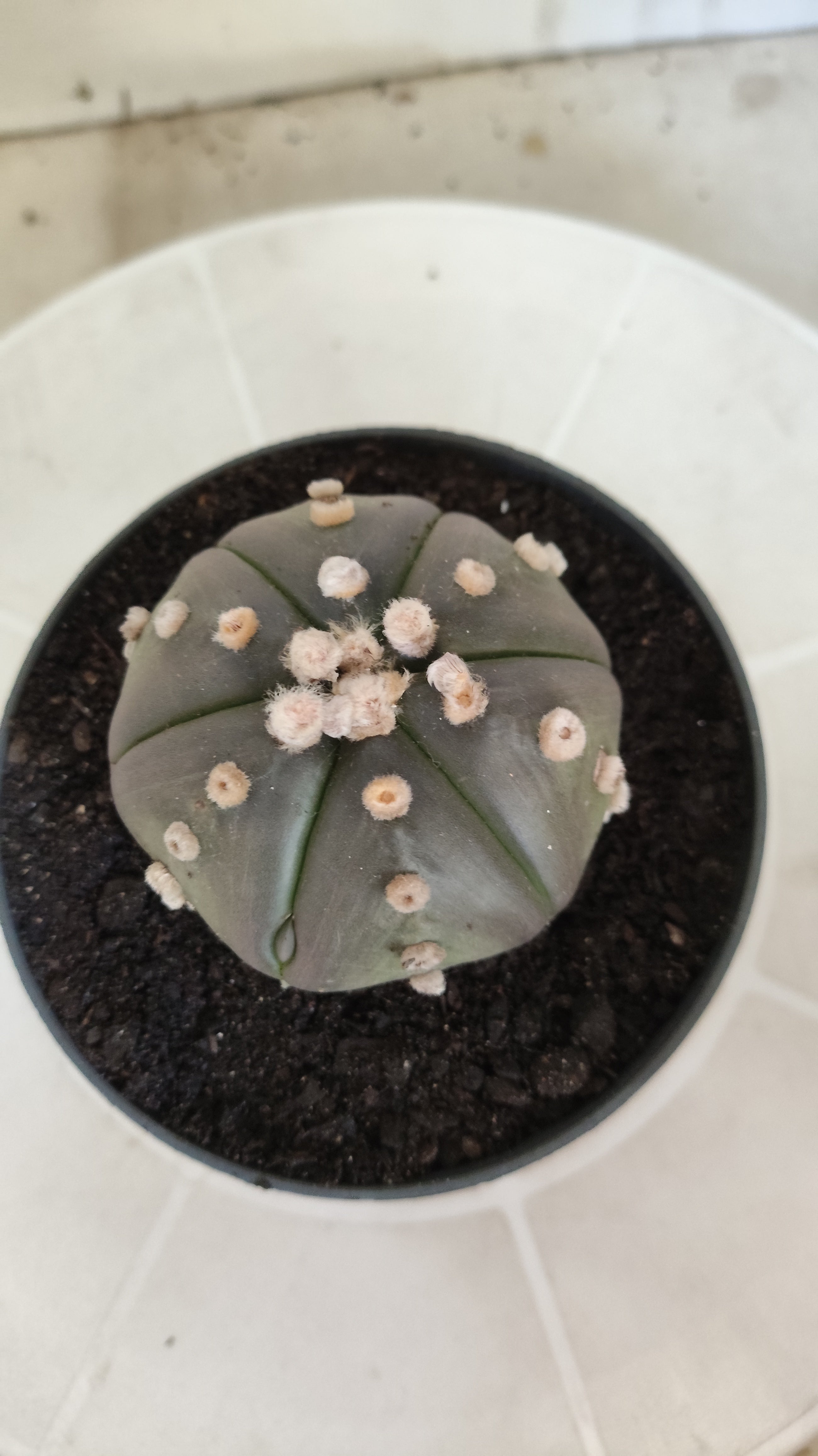ASTROPHYTUM ASTERIAS Purple "6 Ribs" Nº 1062 – vaso 11