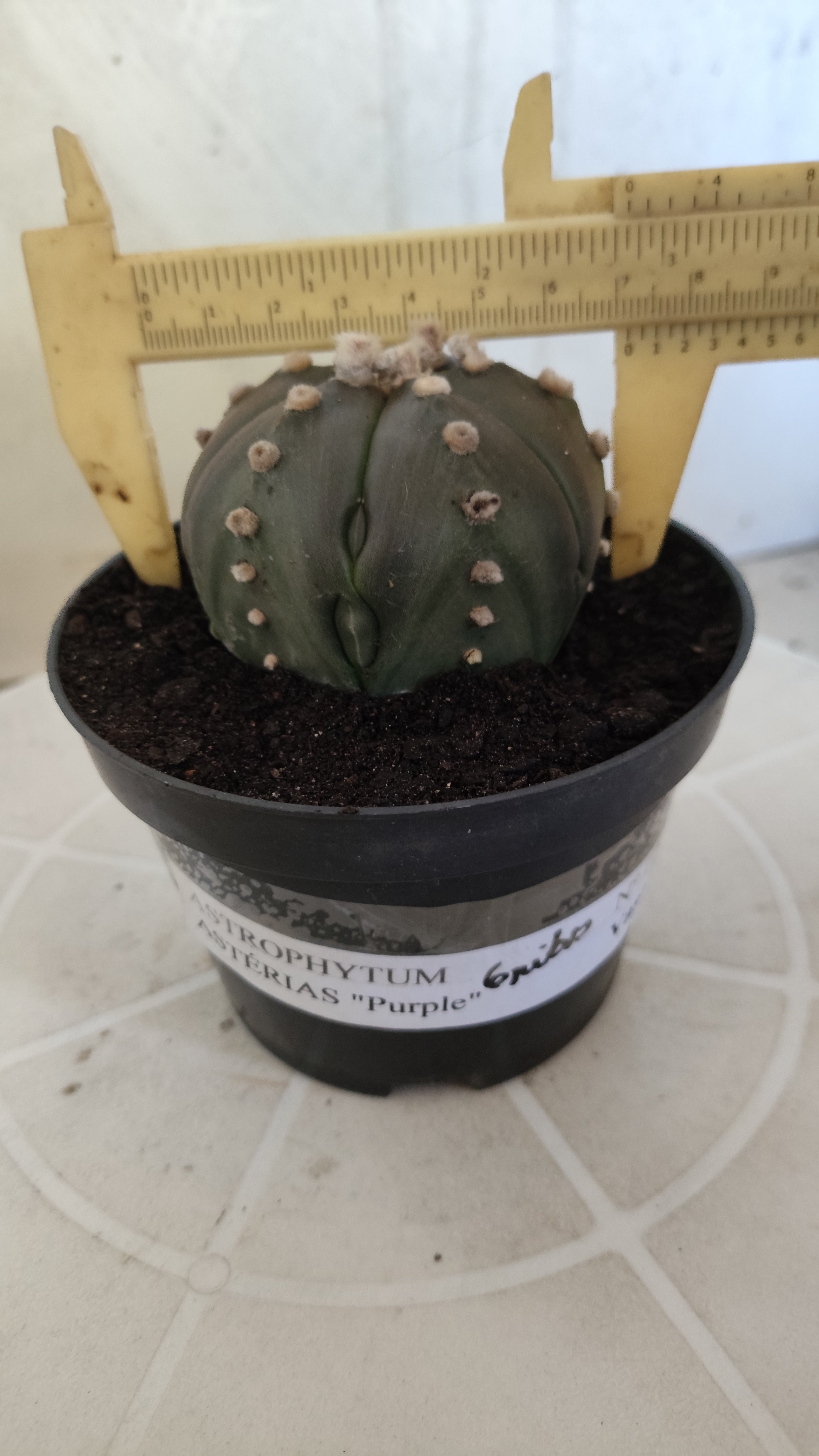 ASTROPHYTUM ASTERIAS Purple "6 Ribs" Nº 1062 – vaso 11