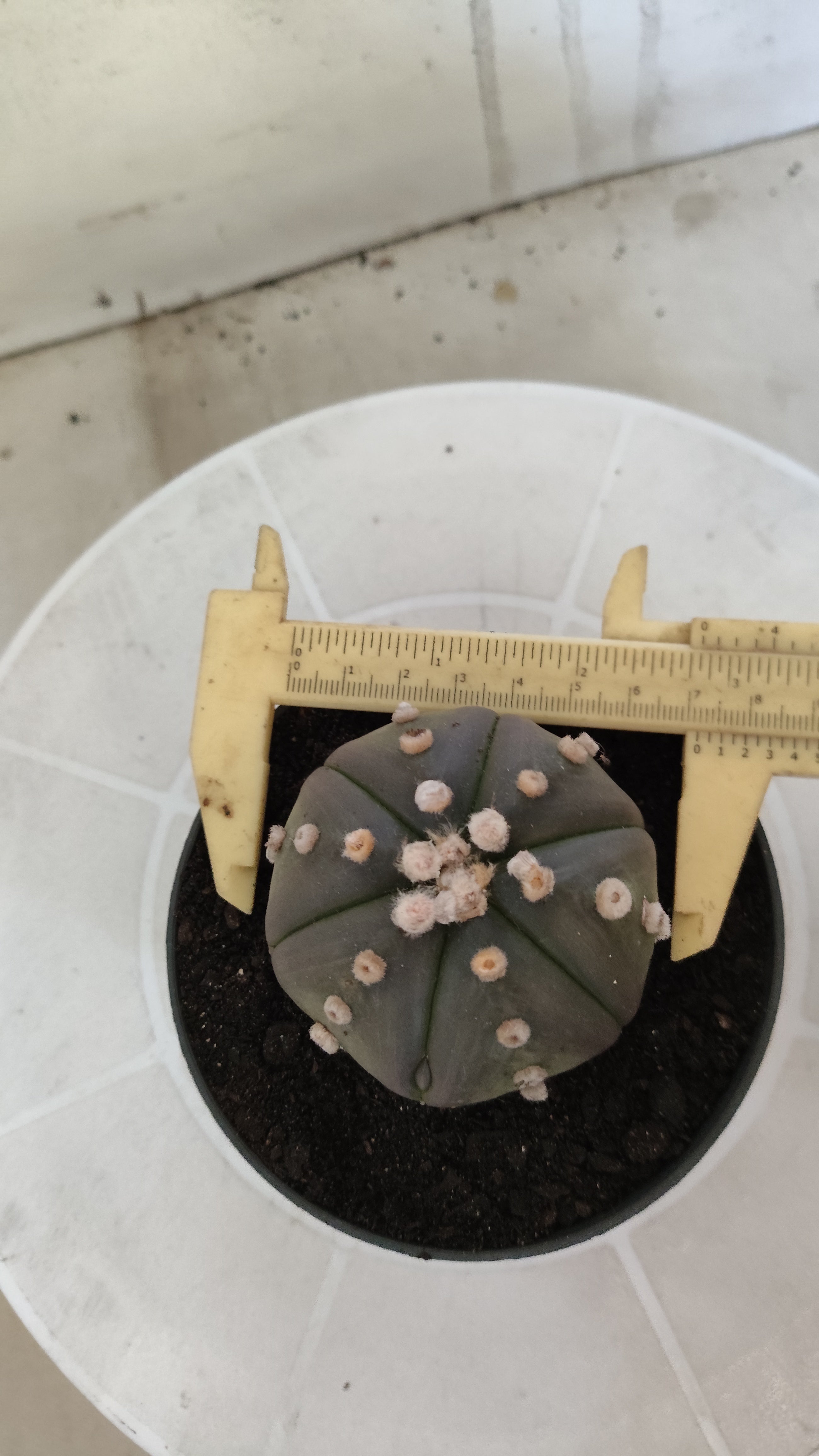 ASTROPHYTUM ASTERIAS Purple "6 Ribs" Nº 1062 – vaso 11