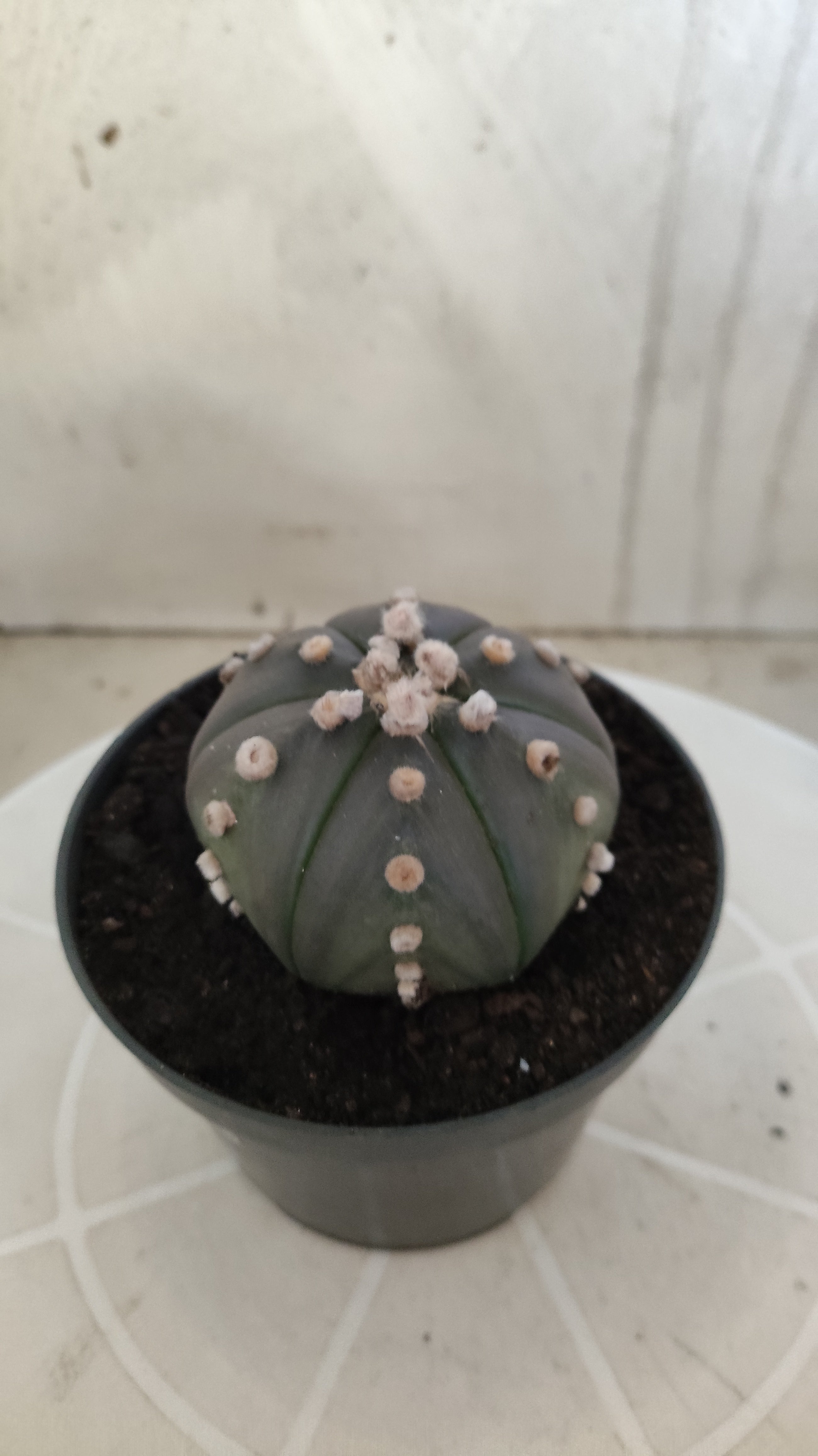 ASTROPHYTUM ASTERIAS Purple "6 Ribs" Nº 1062 – vaso 11