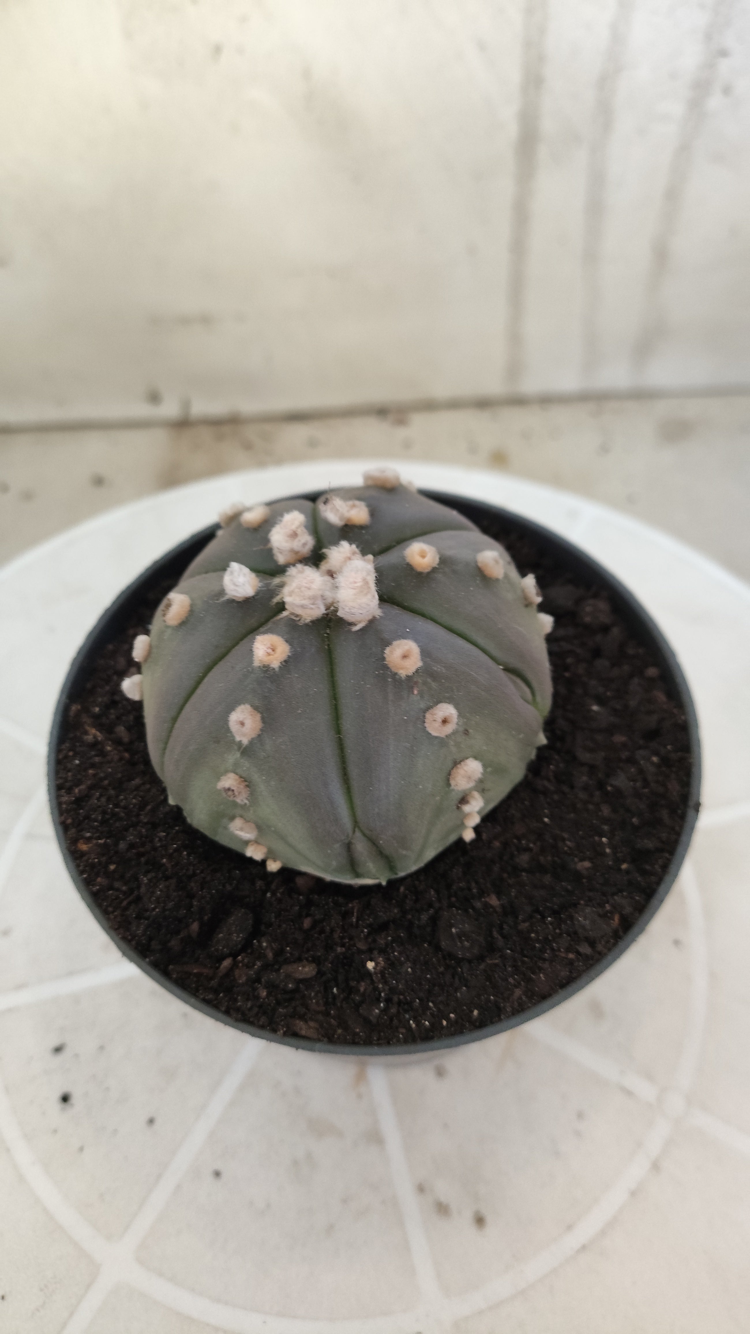 ASTROPHYTUM ASTERIAS Purple "6 Ribs" Nº 1062 – vaso 11