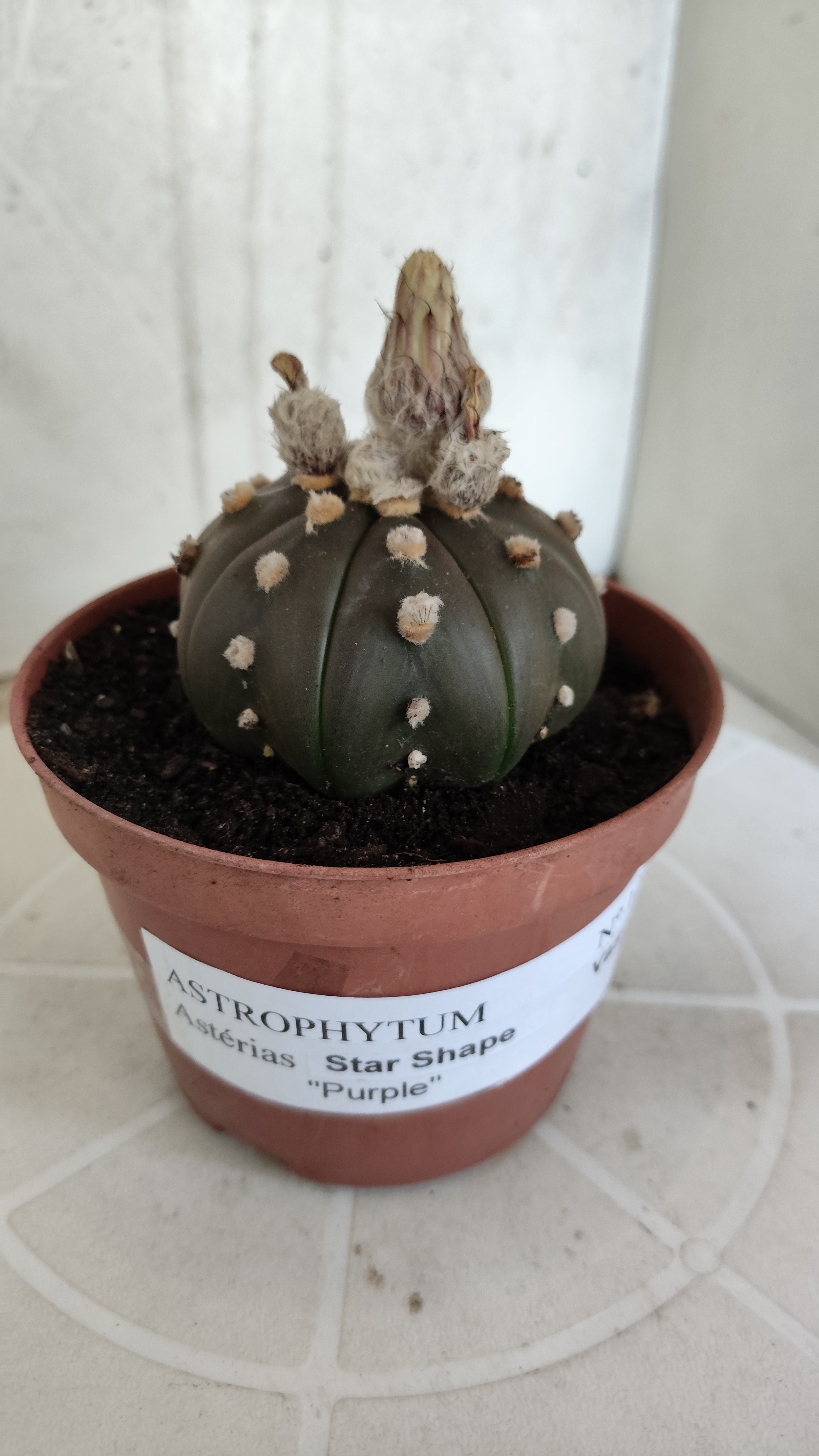 ASTROPHYTUM ASTERIAS Purple "STAR SHAPE" Nº 1256 – vaso 11