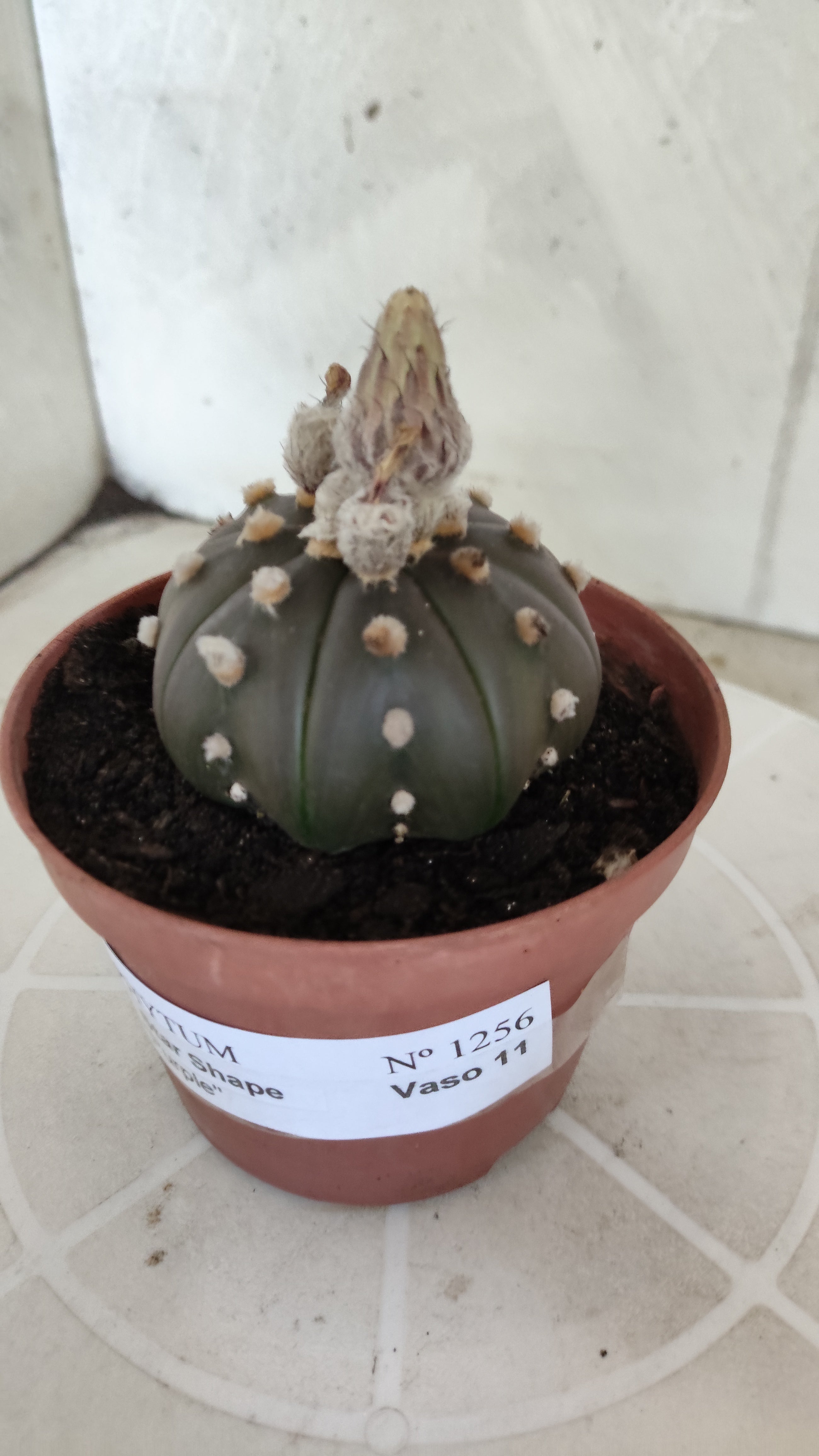 ASTROPHYTUM ASTERIAS Purple "STAR SHAPE" Nº 1256 – vaso 11