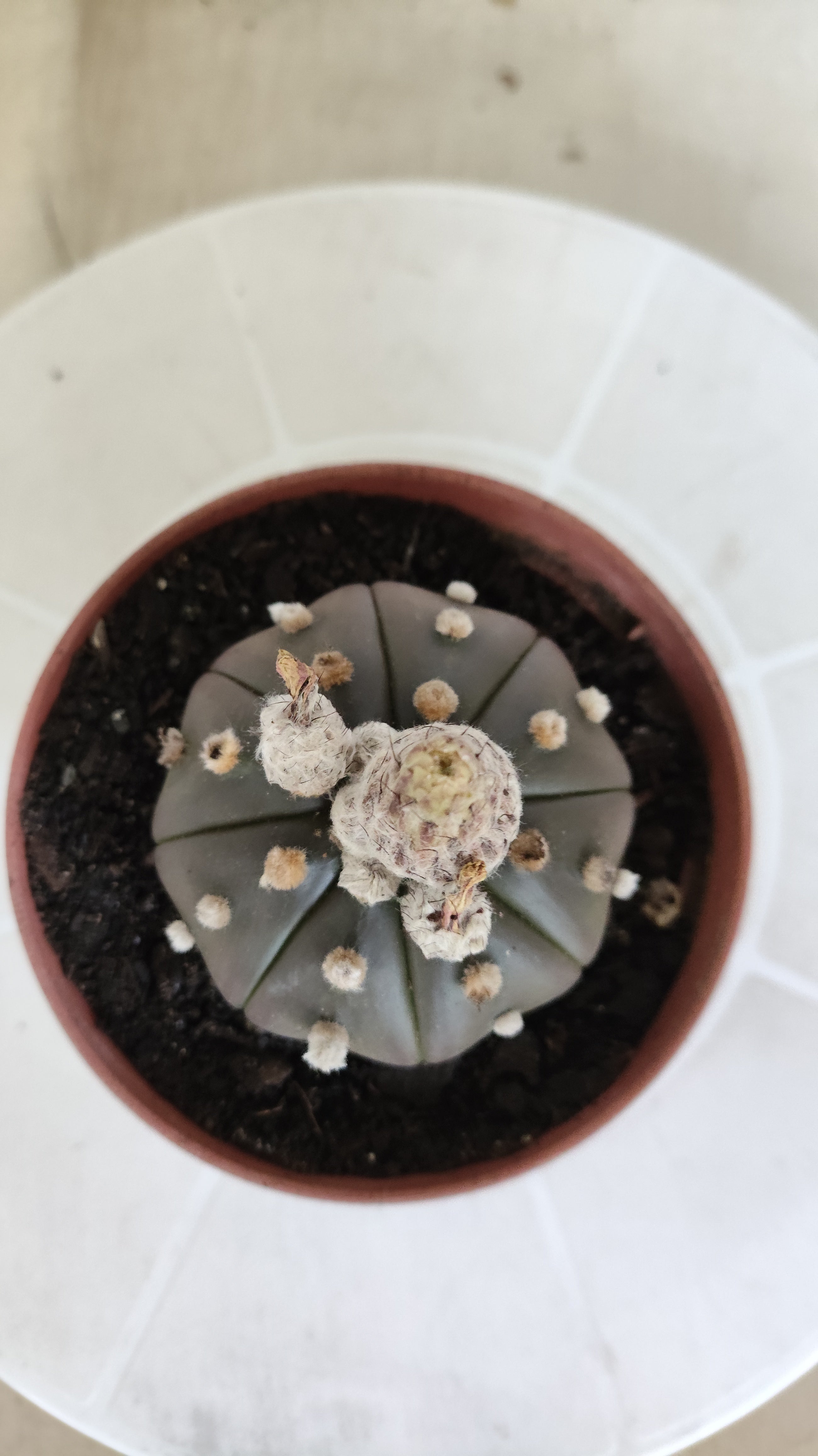 ASTROPHYTUM ASTERIAS Purple "STAR SHAPE" Nº 1256 – vaso 11