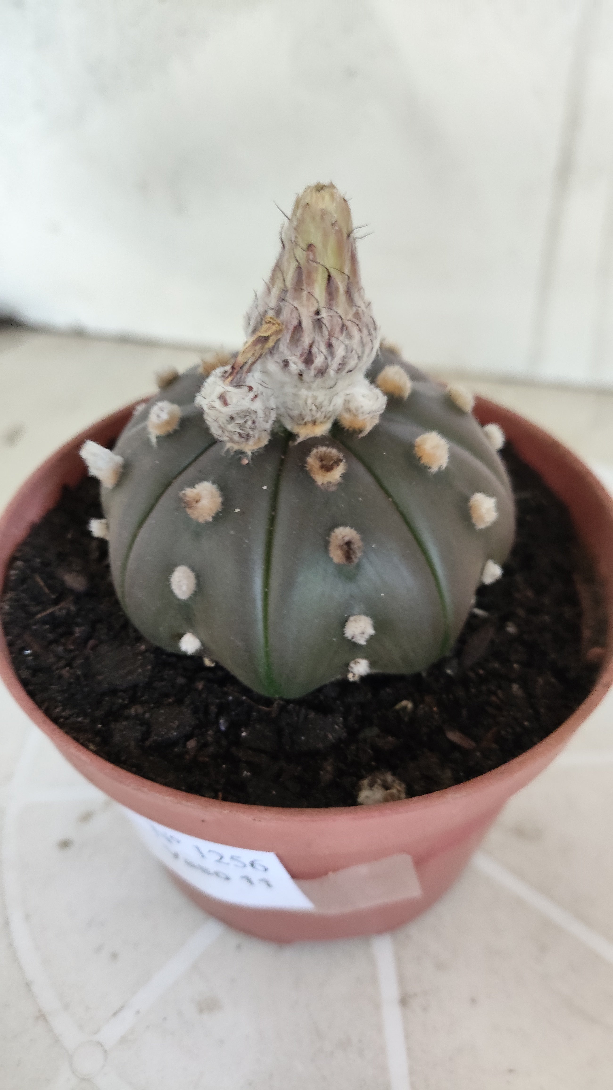 ASTROPHYTUM ASTERIAS Purple "STAR SHAPE" Nº 1256 – vaso 11