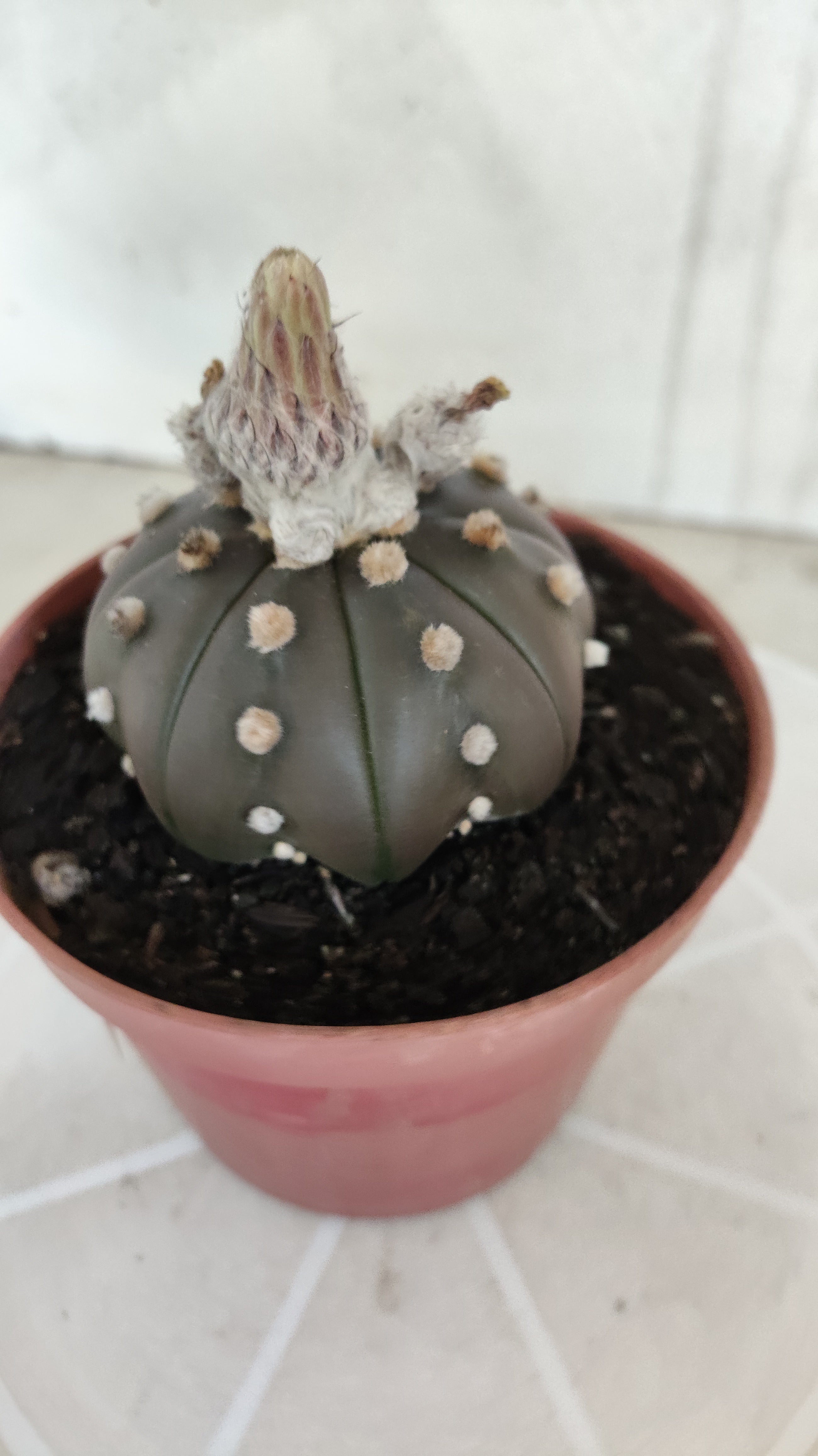 ASTROPHYTUM ASTERIAS Purple "STAR SHAPE" Nº 1256 – vaso 11