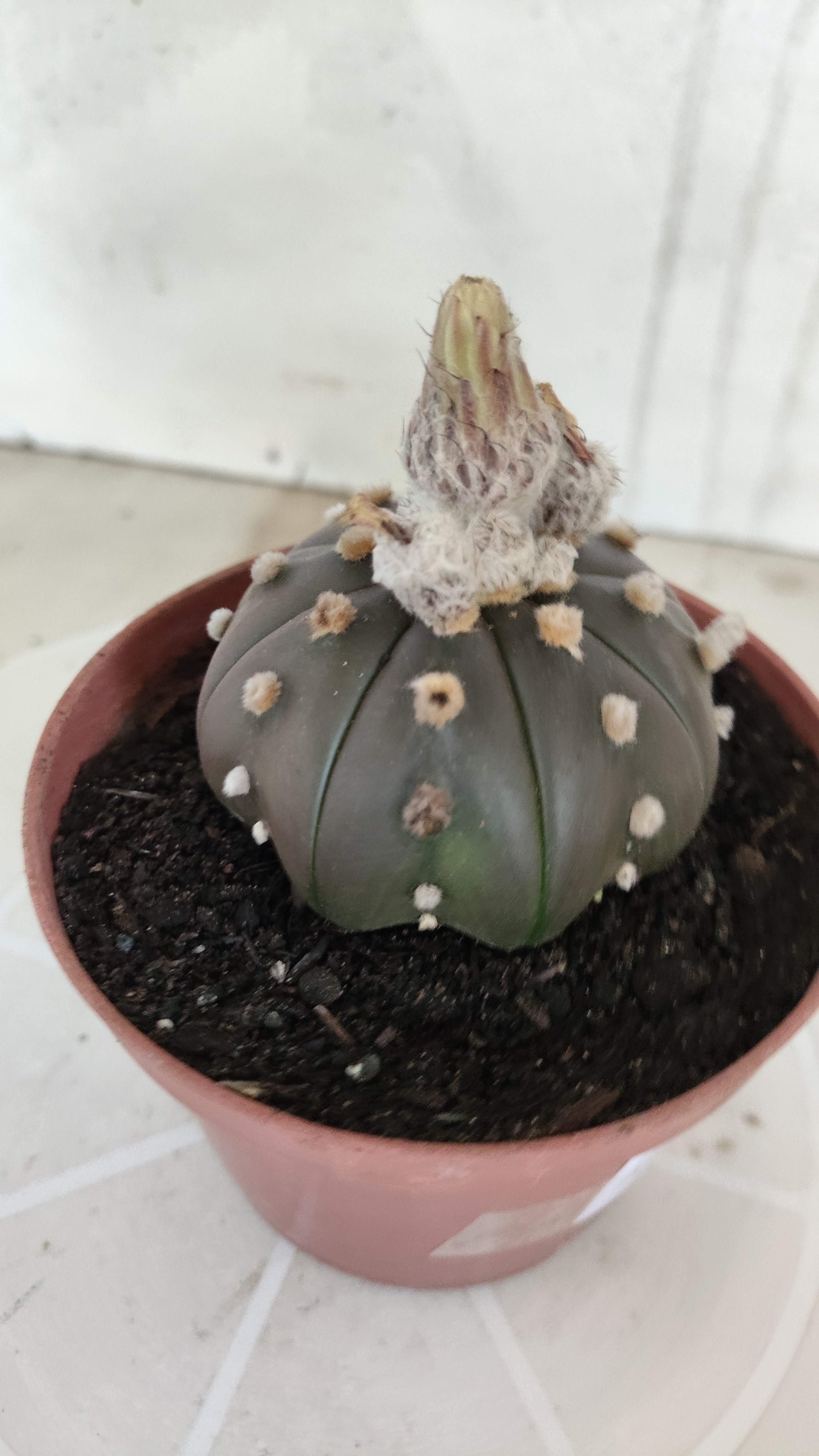 ASTROPHYTUM ASTERIAS Purple "STAR SHAPE" Nº 1256 – vaso 11