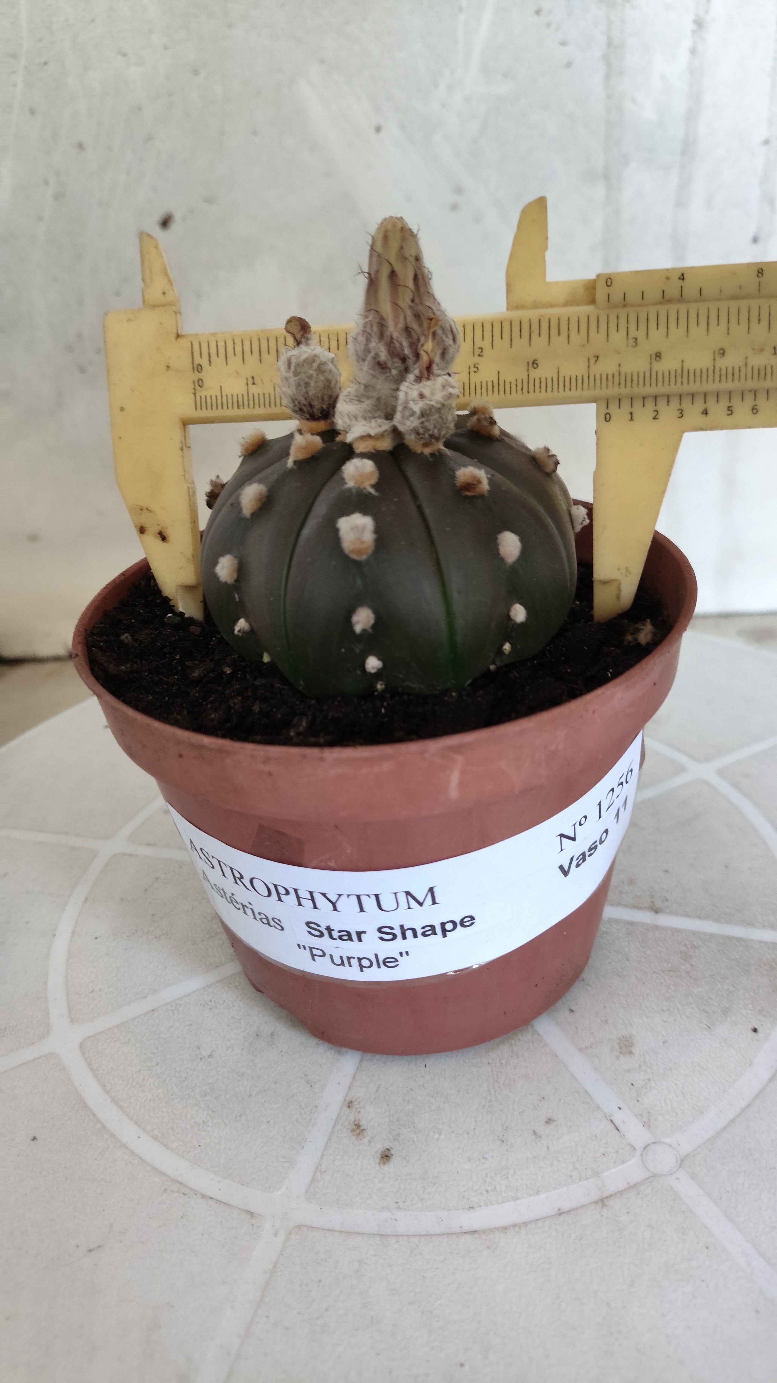ASTROPHYTUM ASTERIAS Purple "STAR SHAPE" Nº 1256 – vaso 11