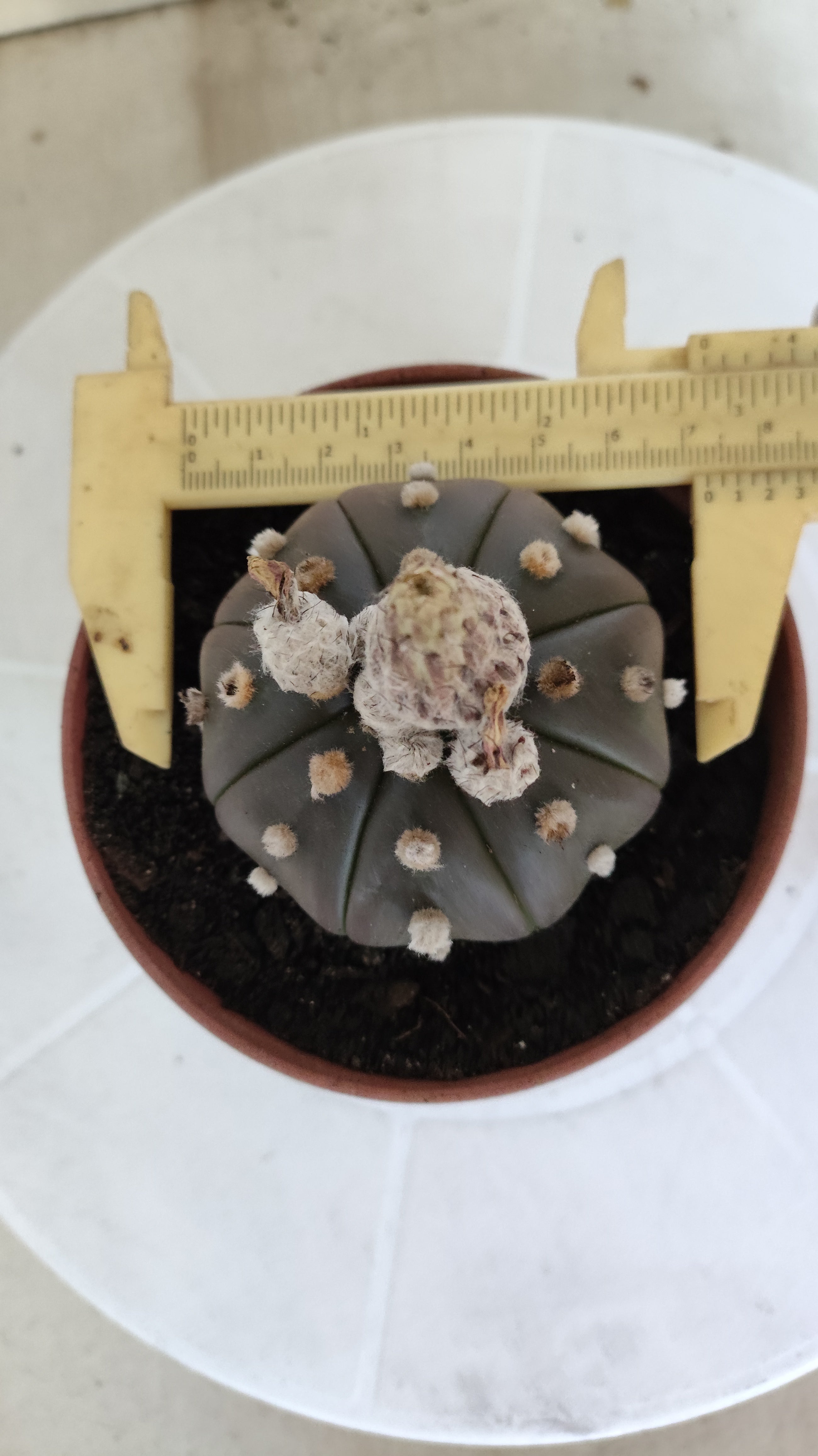 ASTROPHYTUM ASTERIAS Purple "STAR SHAPE" Nº 1256 – vaso 11
